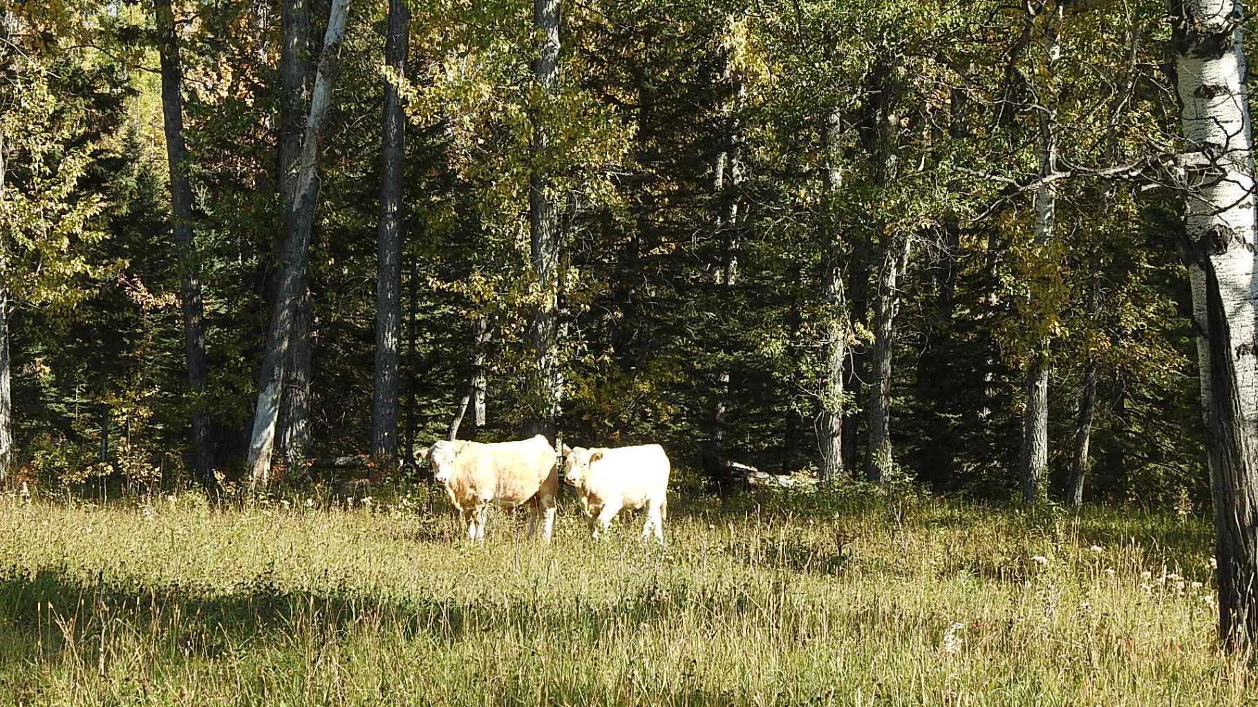 RURAL FOOTHILLS COUNTY, Alberta, T0L 1K0, CA, ,Residential,For Sale,1836944