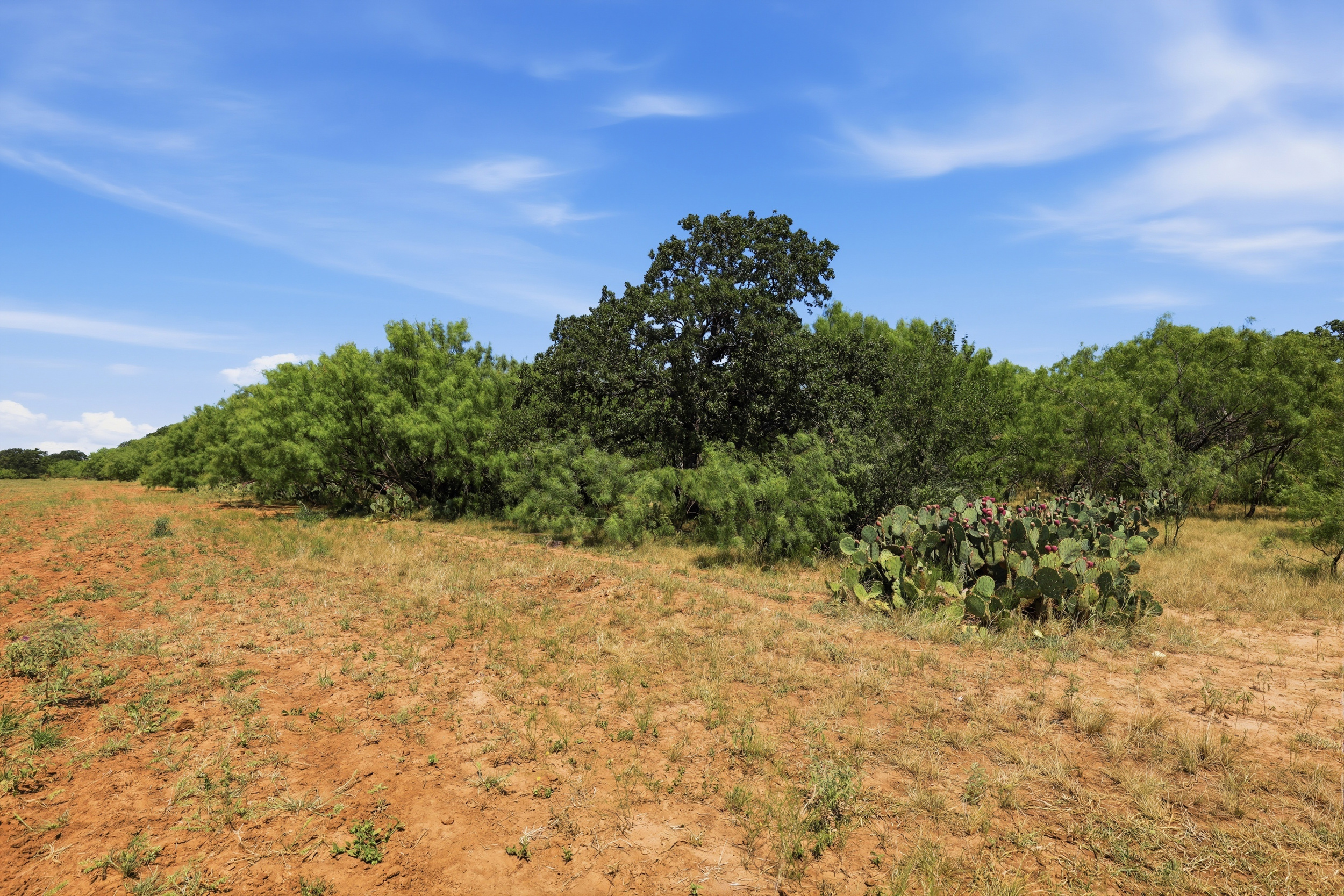  125 Acres of Texas Land for Recreation and Retreat - 物件實景