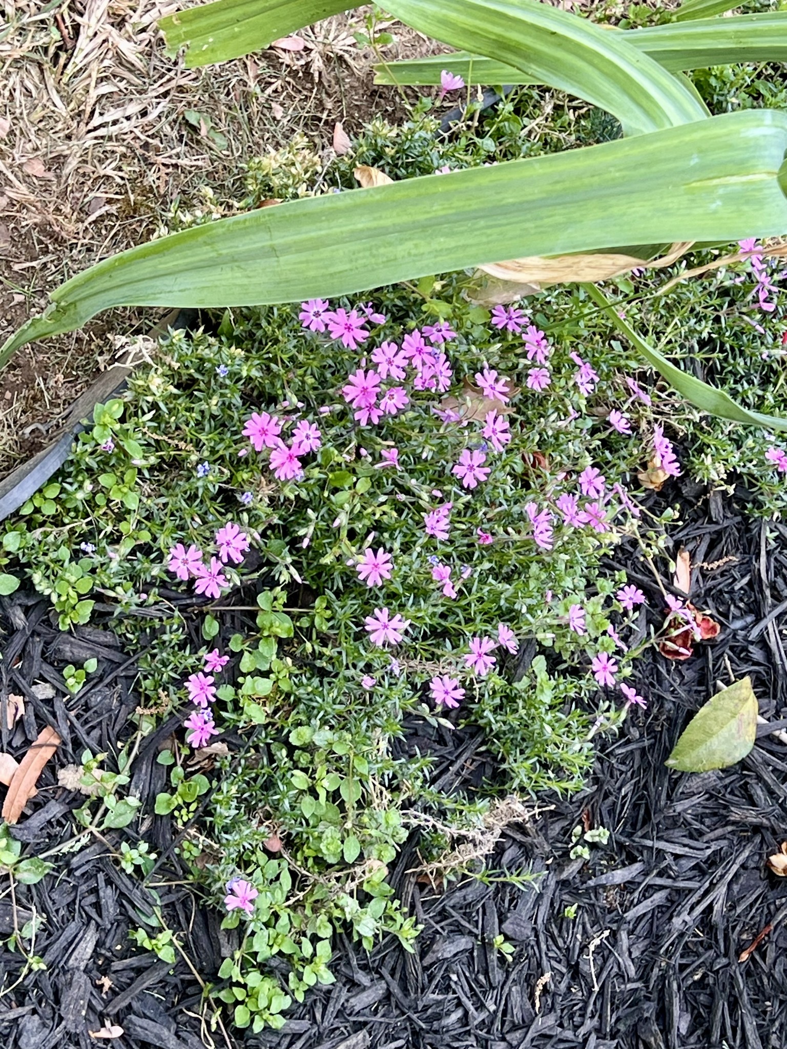  650 Bonita Pkwy S, Hendersonville, TN, 37075 - 物件實景