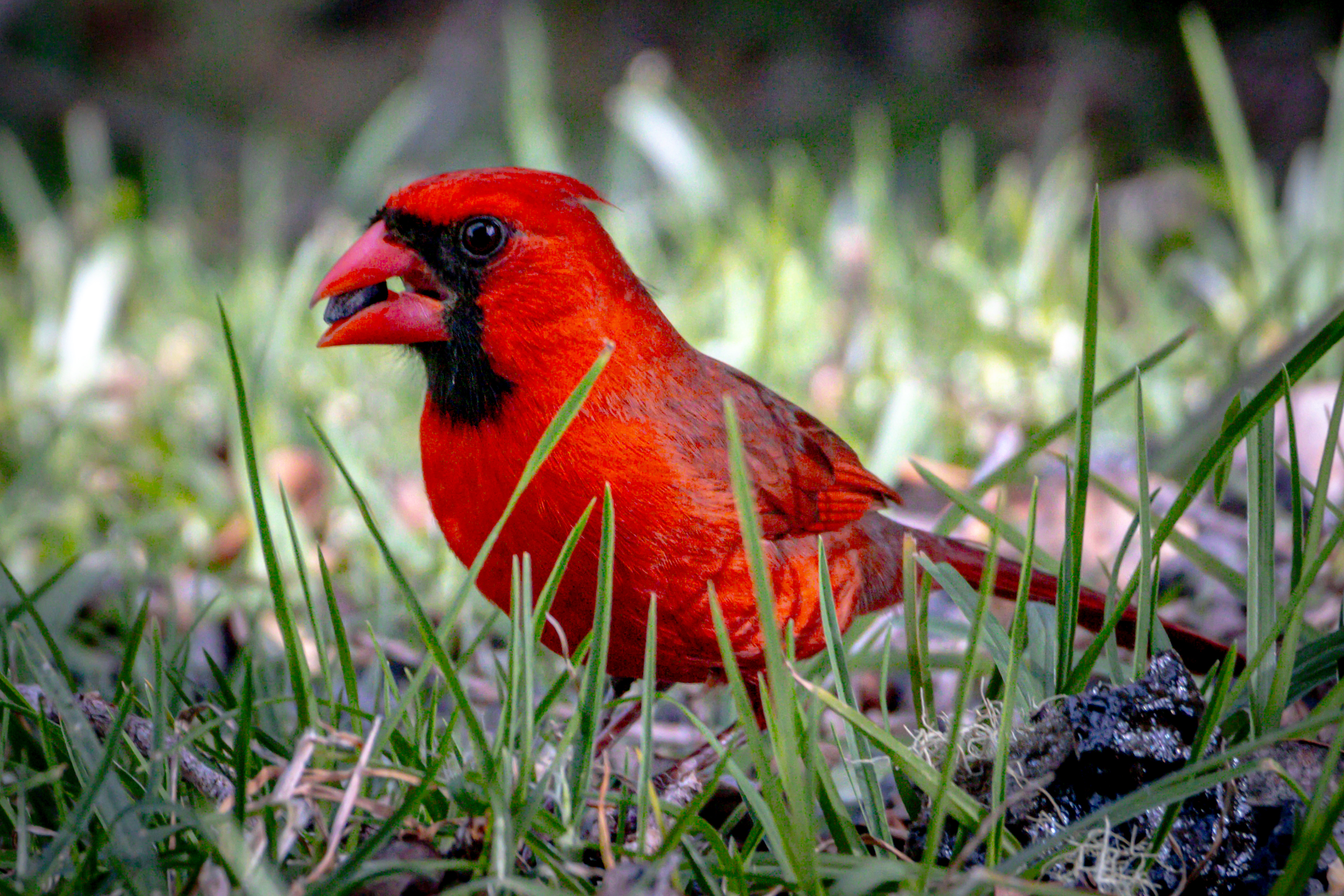  11-3121  HOOLEHUA RD, Volcano, HI 96785 - 物件實景