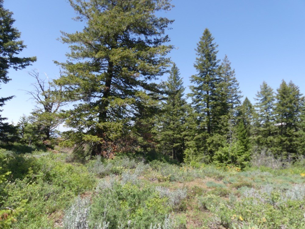 Indian Valley, Idaho, 83682, United States, ,Land,For Sale,1976667