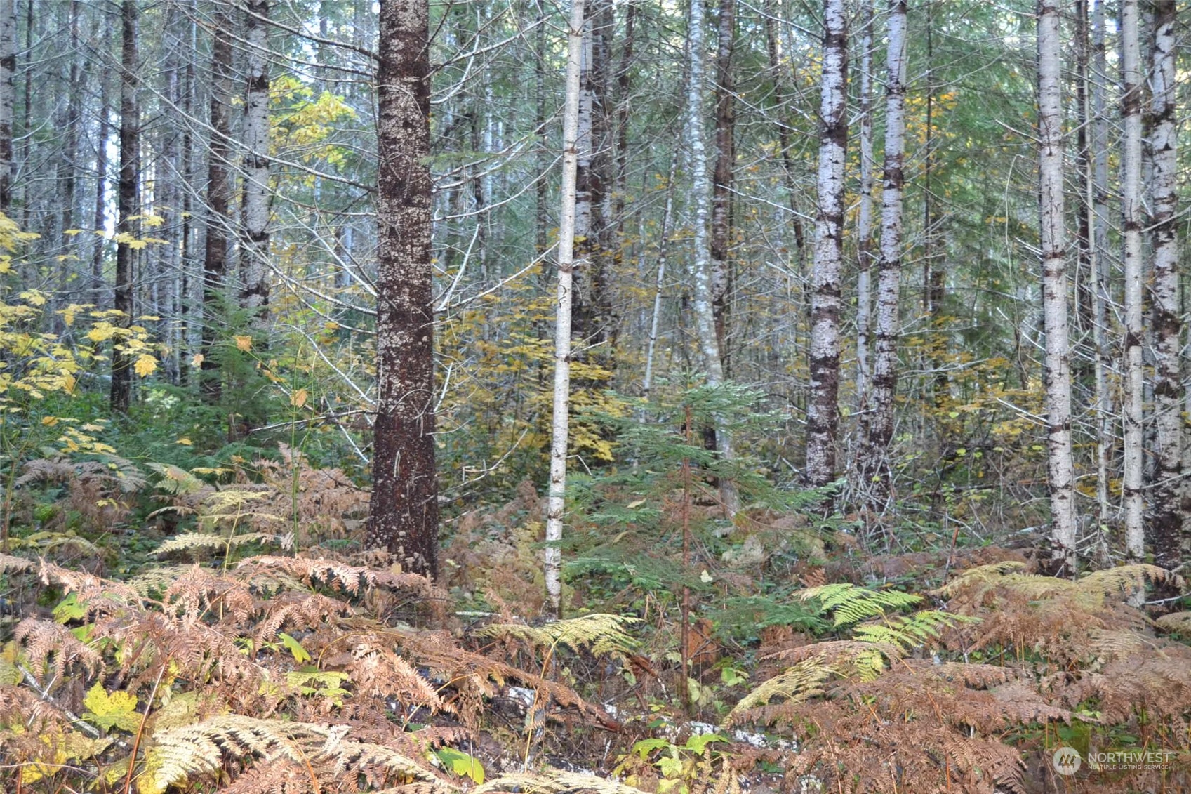 Packwood, Washington, 98937, United States, ,Residential,For Sale,1944866