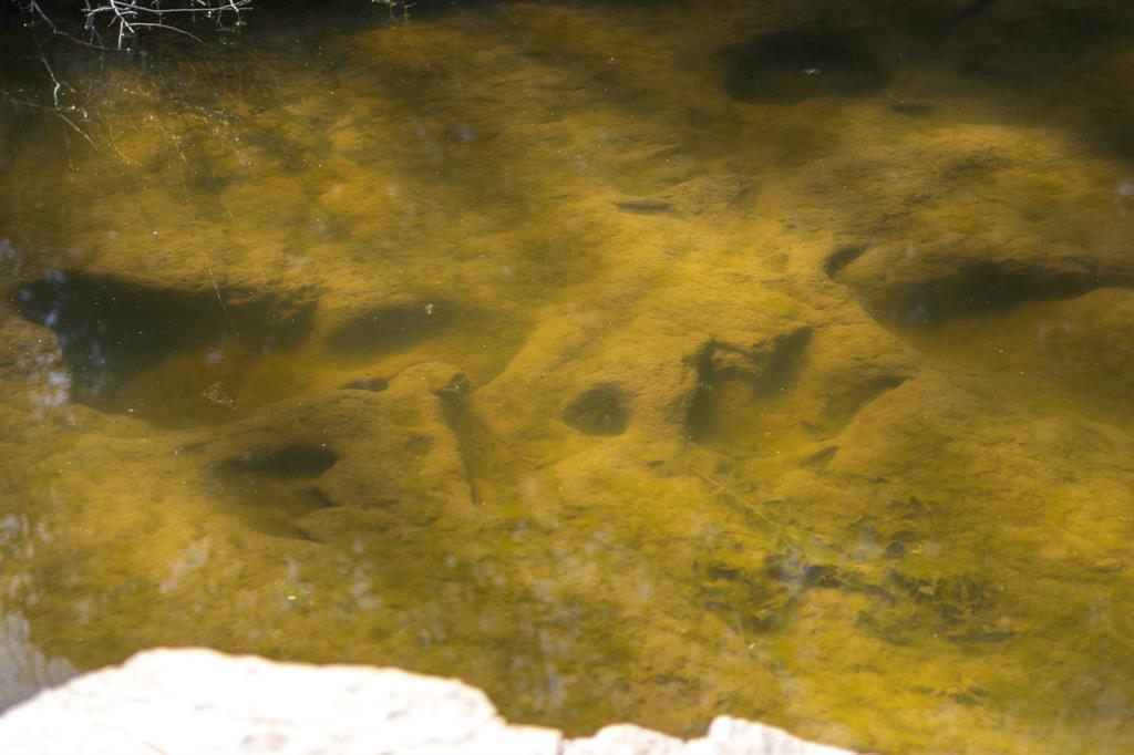 Glen Rose, Texas, 76043, United States, 8 Bedrooms Bedrooms, ,8 BathroomsBathrooms,Residential,For Sale,1981004