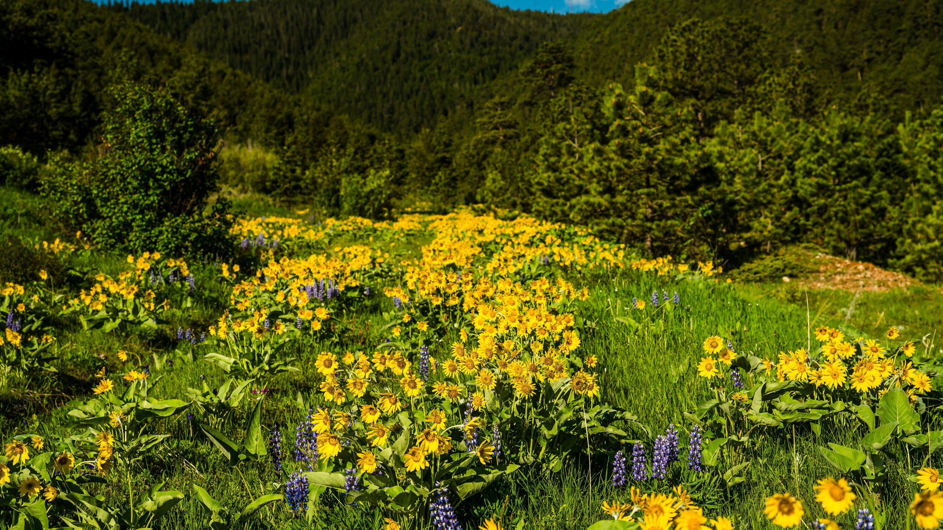 Big Horn, Wyoming, 82833, United States, ,Residential,For Sale,2011314