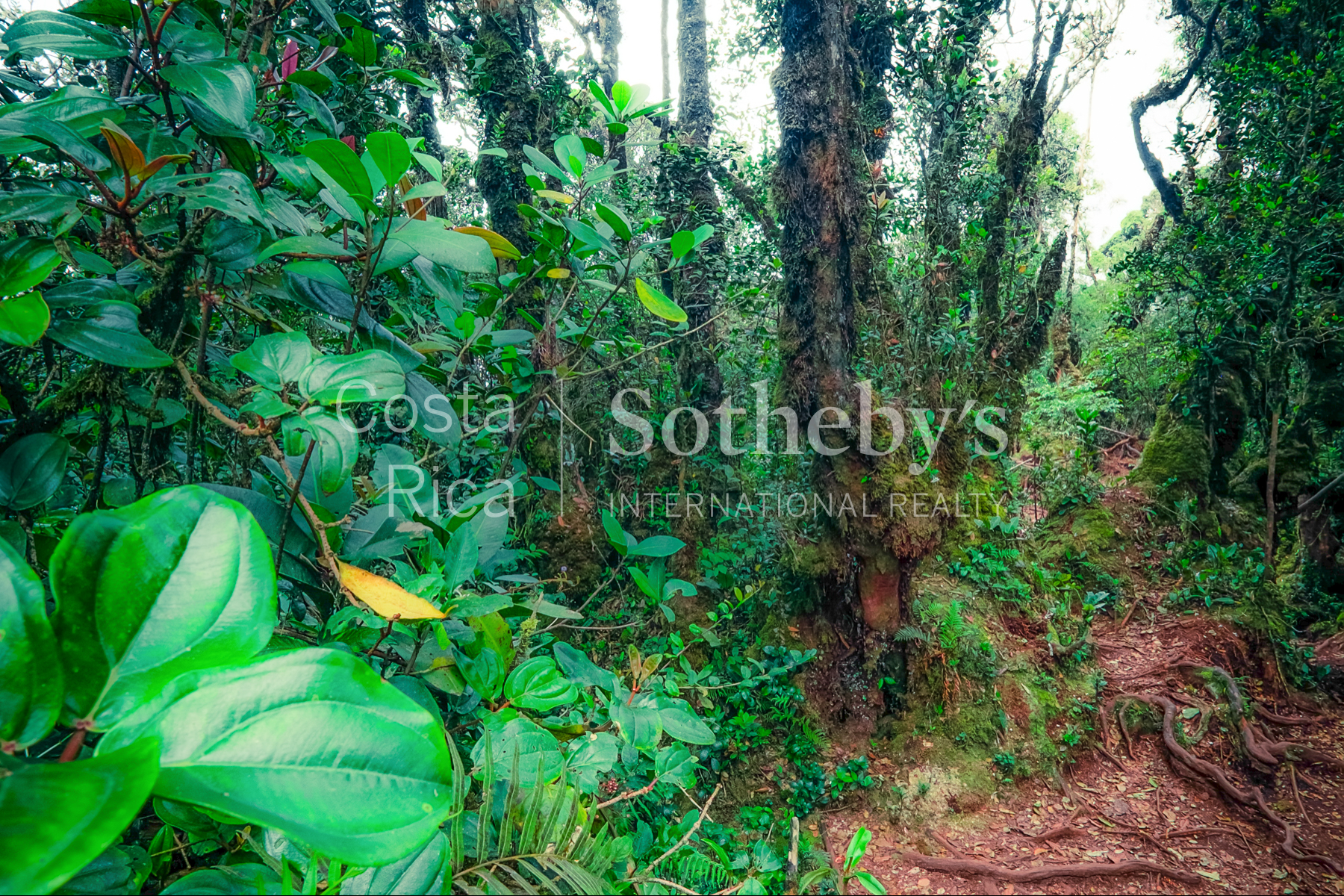  300ha Conservation of Tropical Rainforest - 物件實景