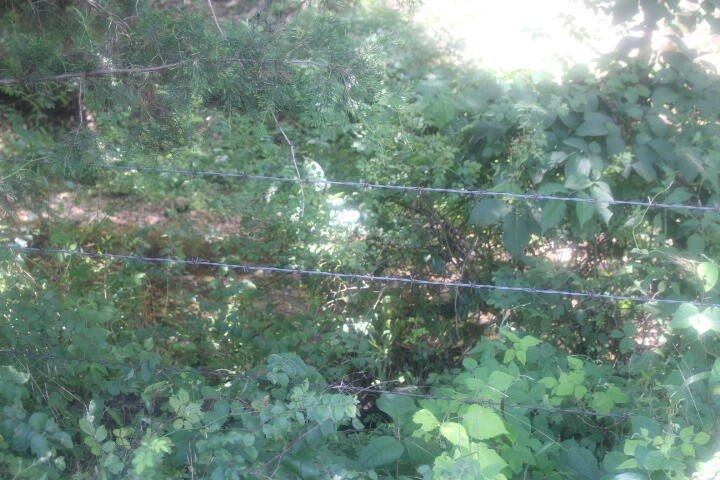 Polk, Missouri, 65727, United States, ,Land,For Sale,1980569