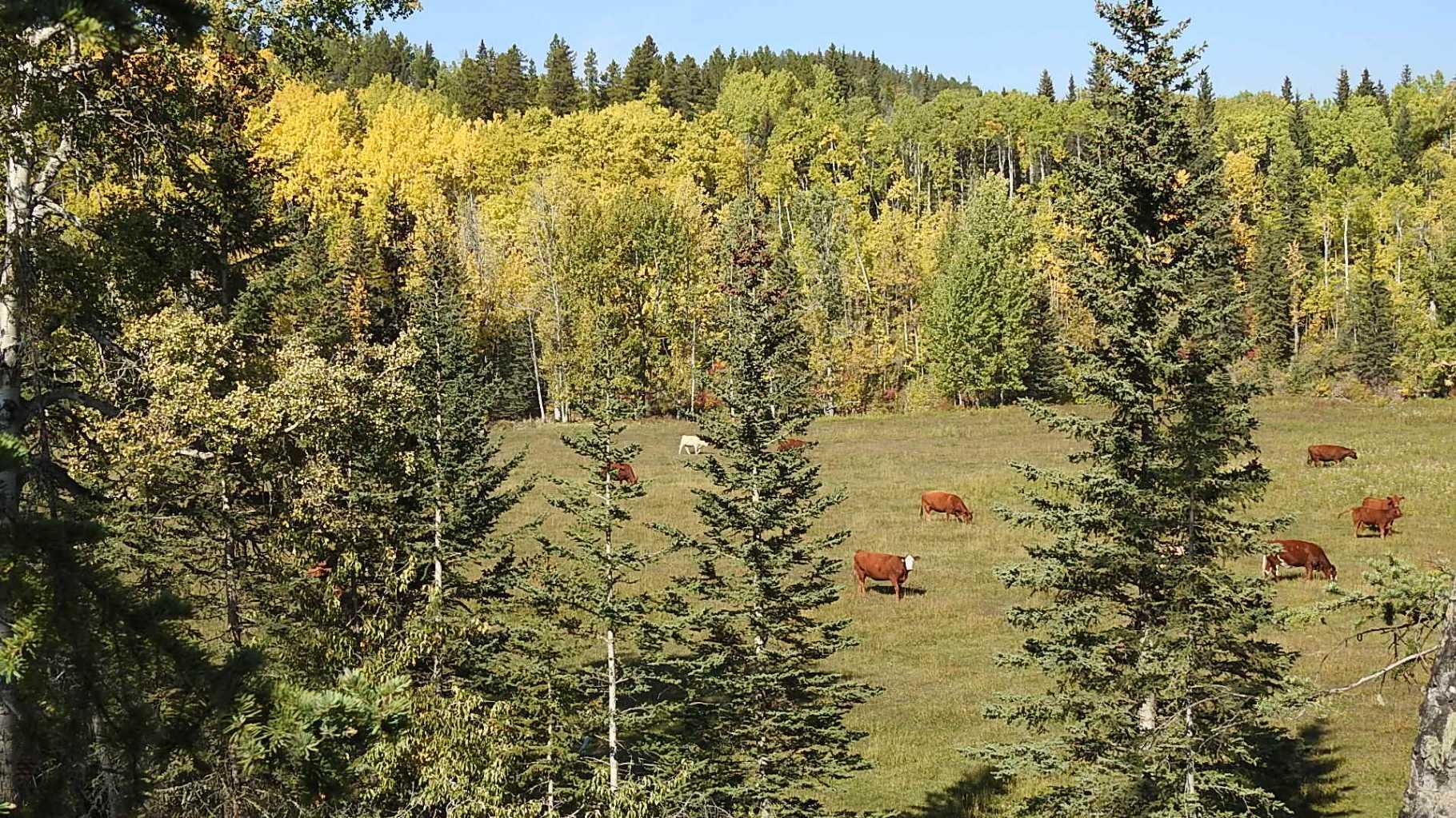 RURAL FOOTHILLS COUNTY, Alberta, T0L 1K0, CA, ,Residential,For Sale,1836944