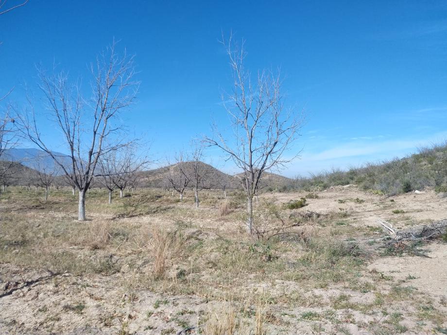 KM 3 CARRETERA PARRAS A GENERAL CEPEDA, Parras, Coahuila de Zaragoza, 27987, Mexico, 1 Bedroom Bedrooms, ,Residential,For Sale,KM 3 CARRETERA PARRAS A GENERAL CEPEDA,1472261