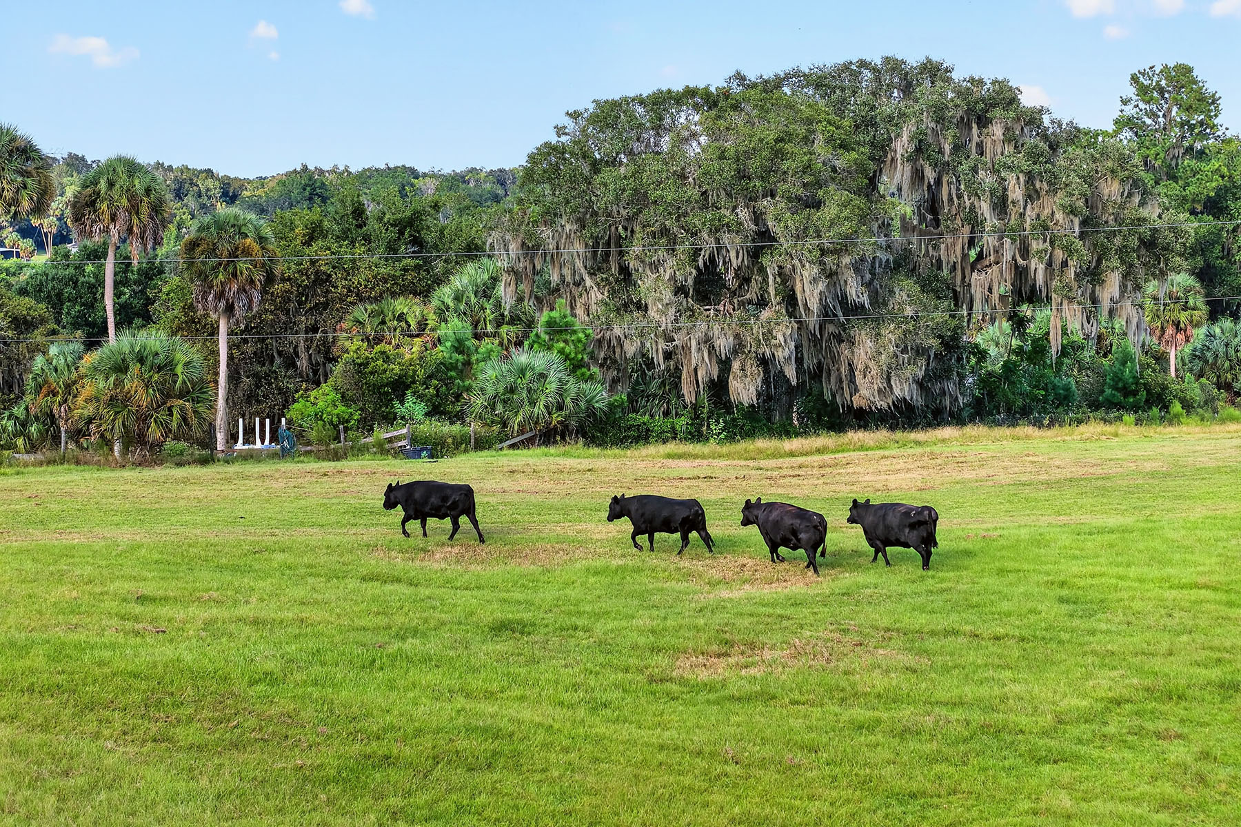  MICANOPY - 物件實景