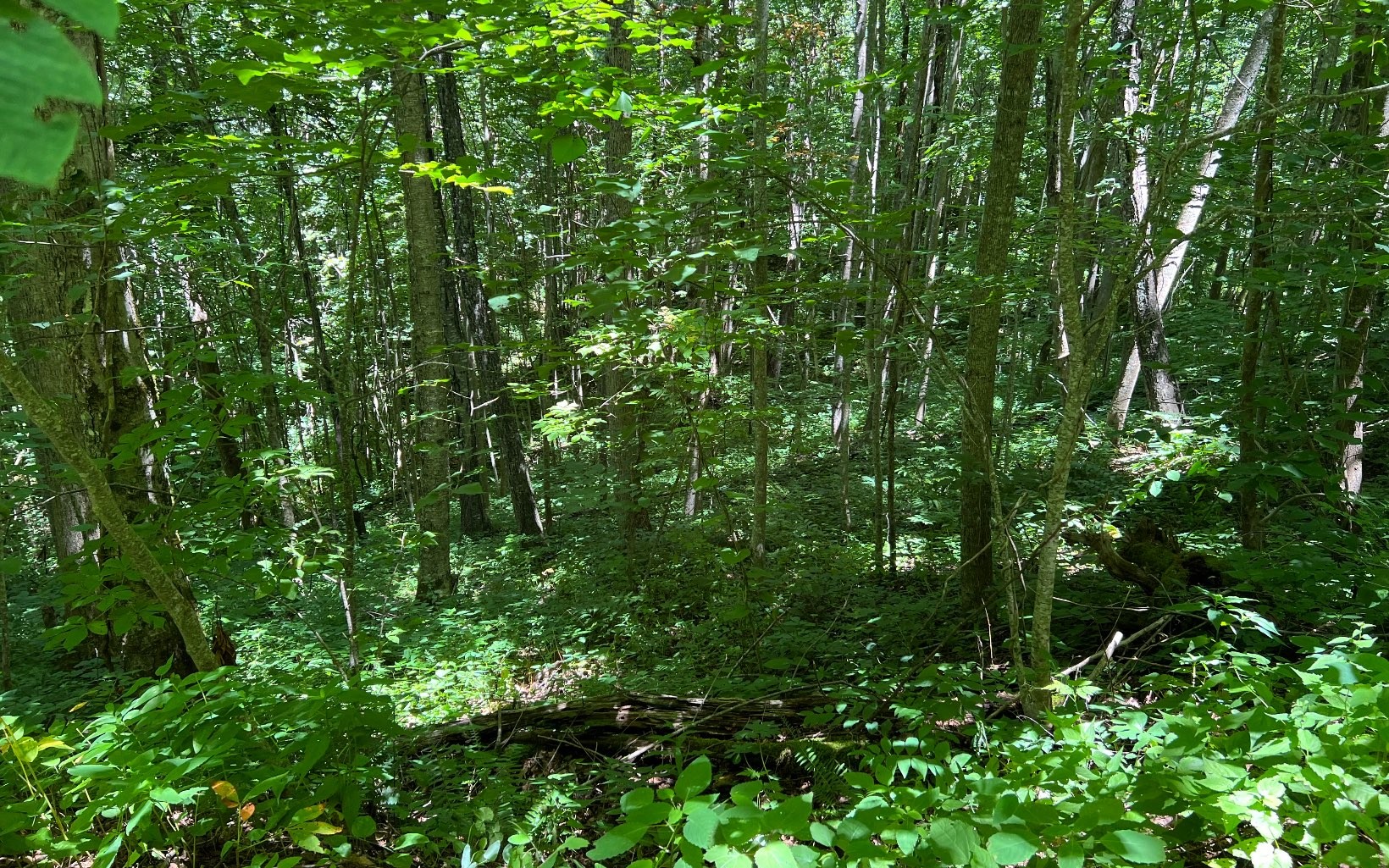 101ac Lori'S Mountain, Hayesville, North Carolina, 28904, United States, ,Residential,For Sale,101ac Lori'S Mountain,1304629