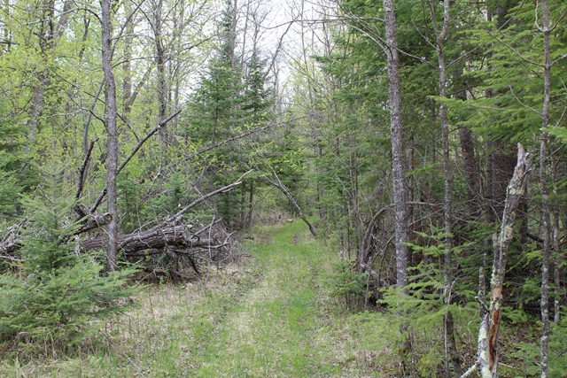 Deer River, Minnesota, 56636, United States, ,Land,For Sale,1974863