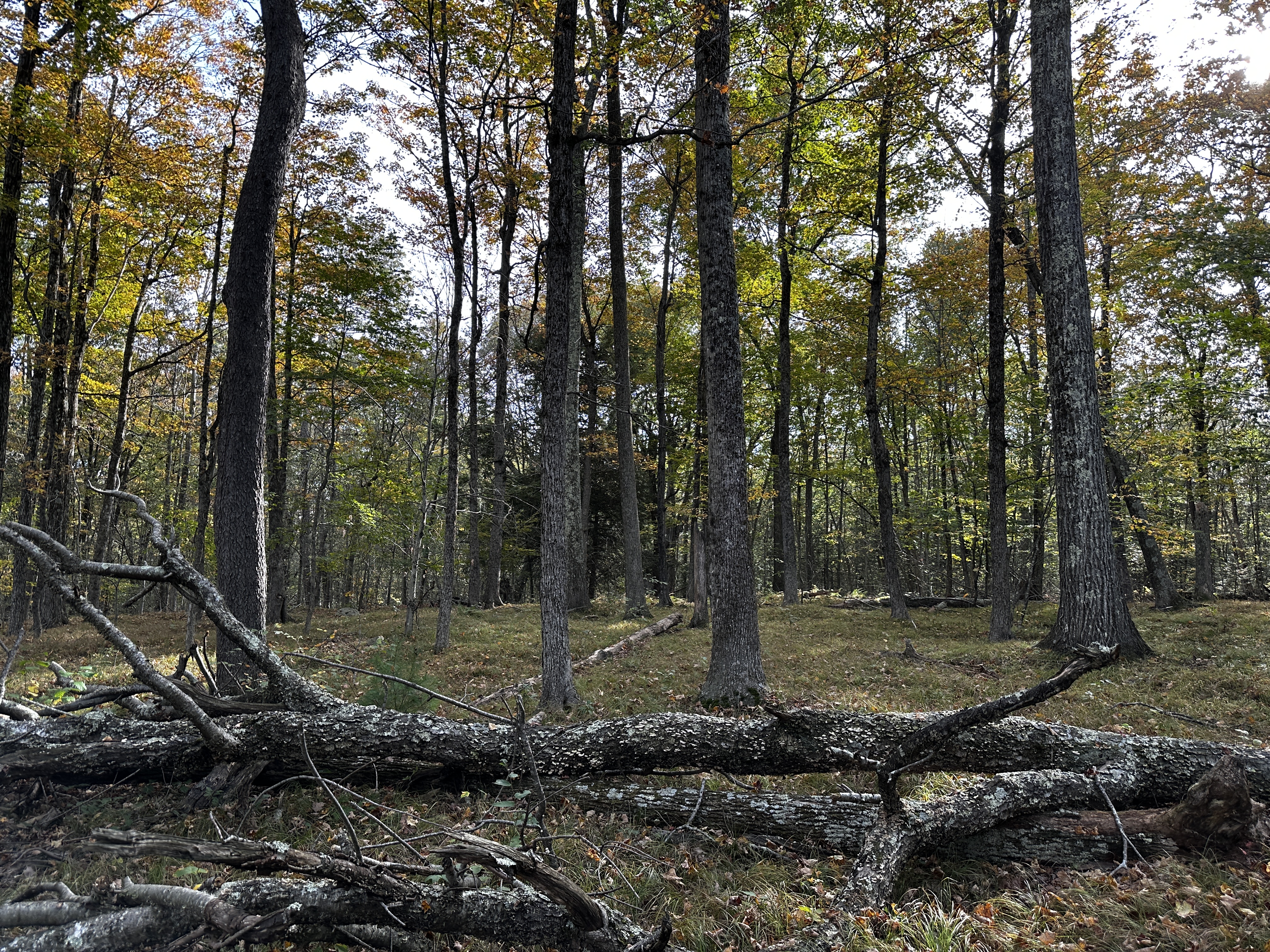  000000 Norfolk Road - 物件實景