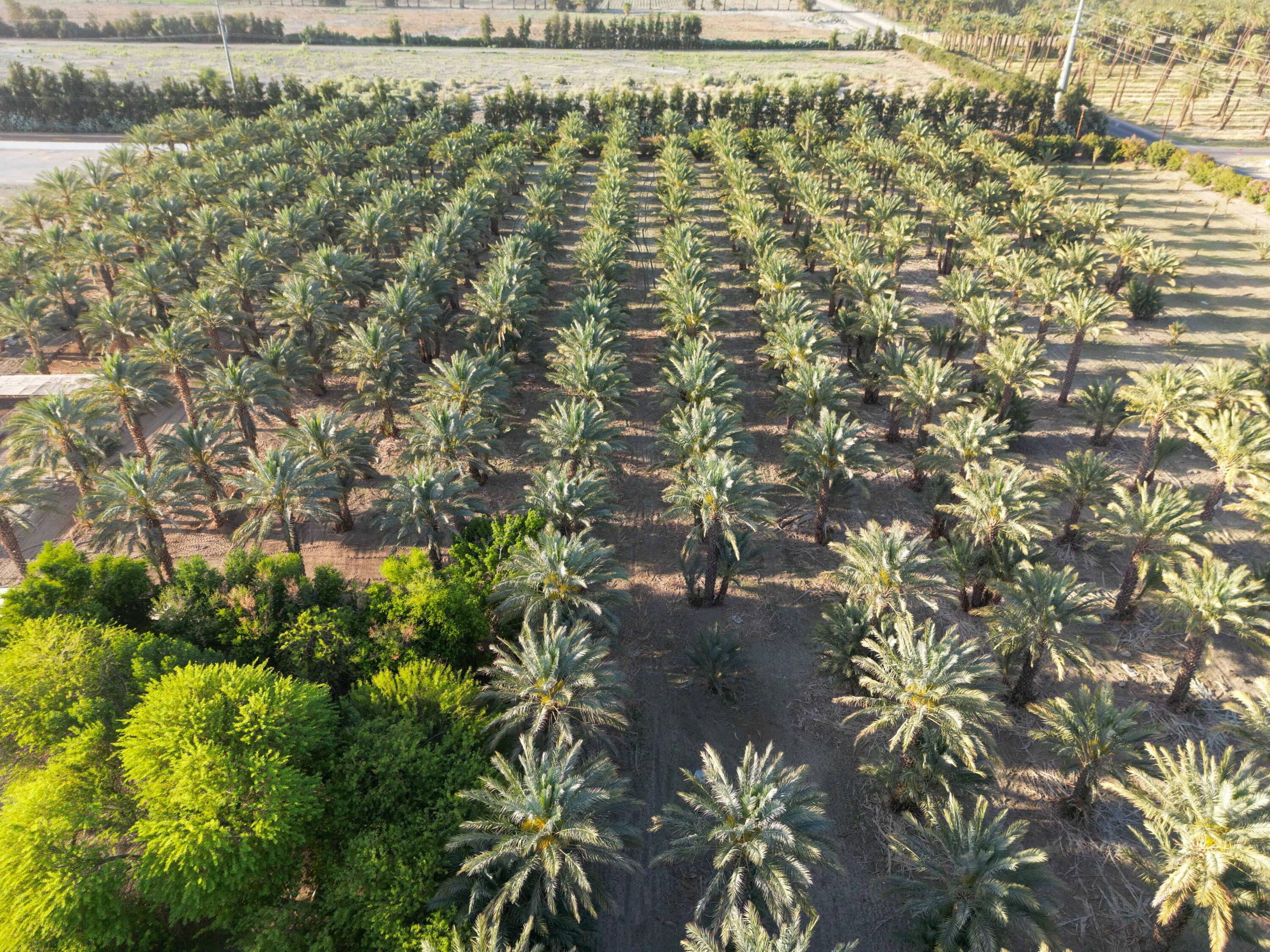 Thermal, California, 92274, United States, ,Land,For Sale,2006588