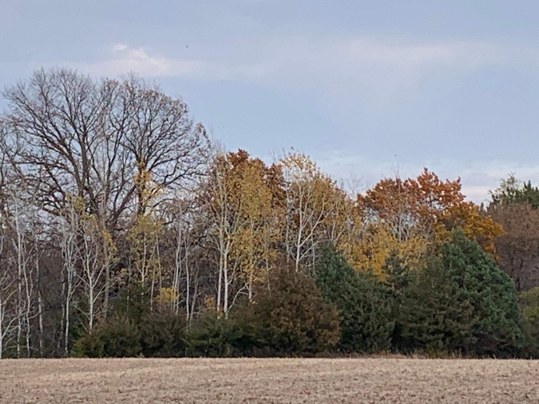 Tbd 75th Street NW, Oronoco Twp, Minnesota, 55901, United States, ,Land,For Sale,Tbd 75th Street NW,1626085