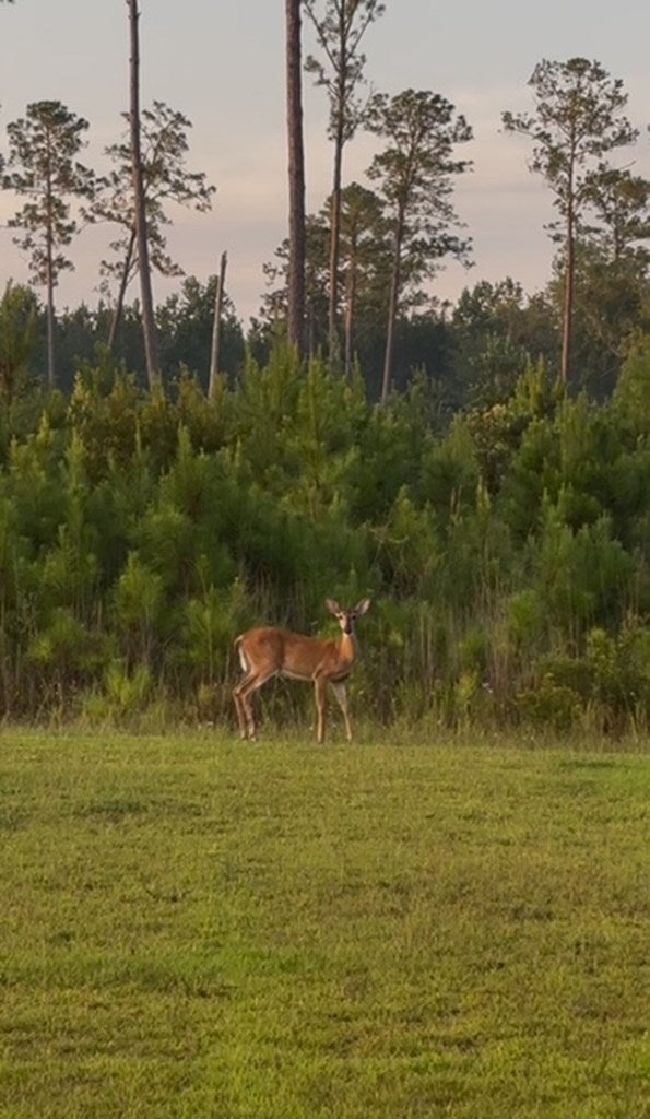 Valdosta, Georgia, 31601, United States, 4 Bedrooms Bedrooms, ,5 BathroomsBathrooms,Residential,For Sale,1991156