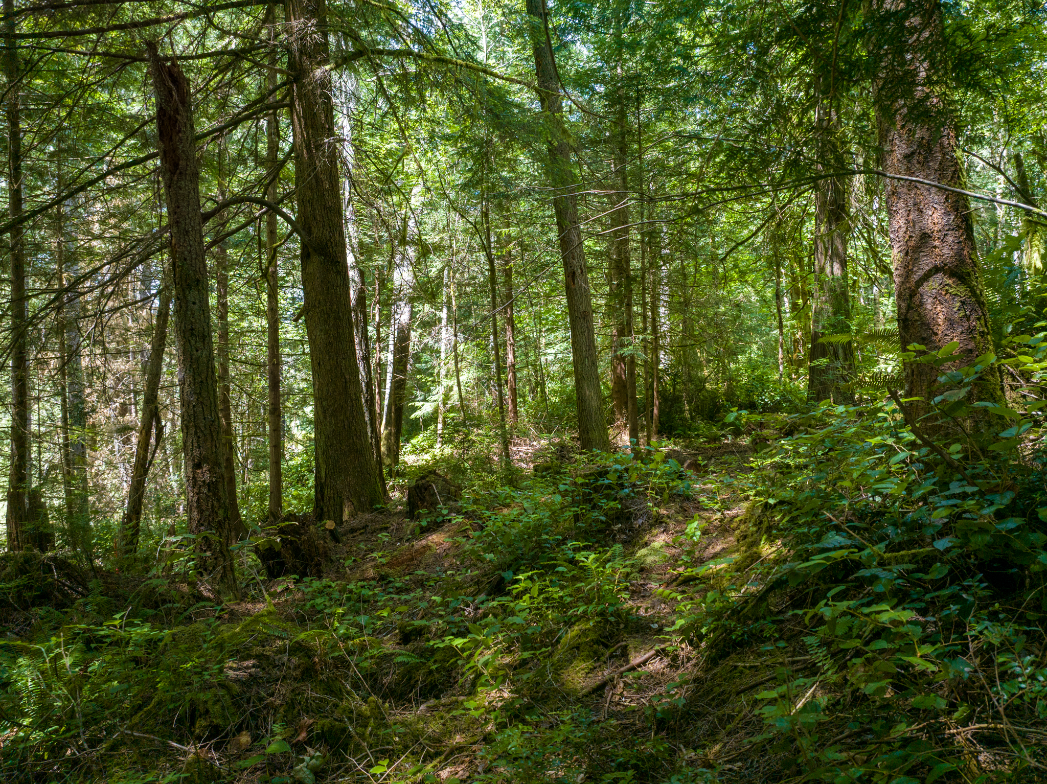  Lot B Bucsit Lane Northeast, Bainbridge Island, WA 98110 - 物件實景