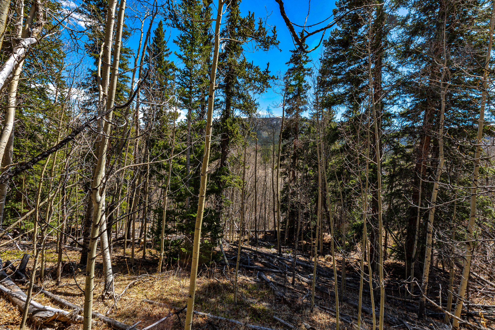  270 Co Rd 667, Alma, CO, 80440 - 物件實景