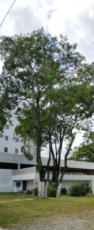 Ceibas, Centro, Tabasco, 86090, Mexico, 1 Bedroom Bedrooms, ,Residential,For Sale,Ceibas,1610712