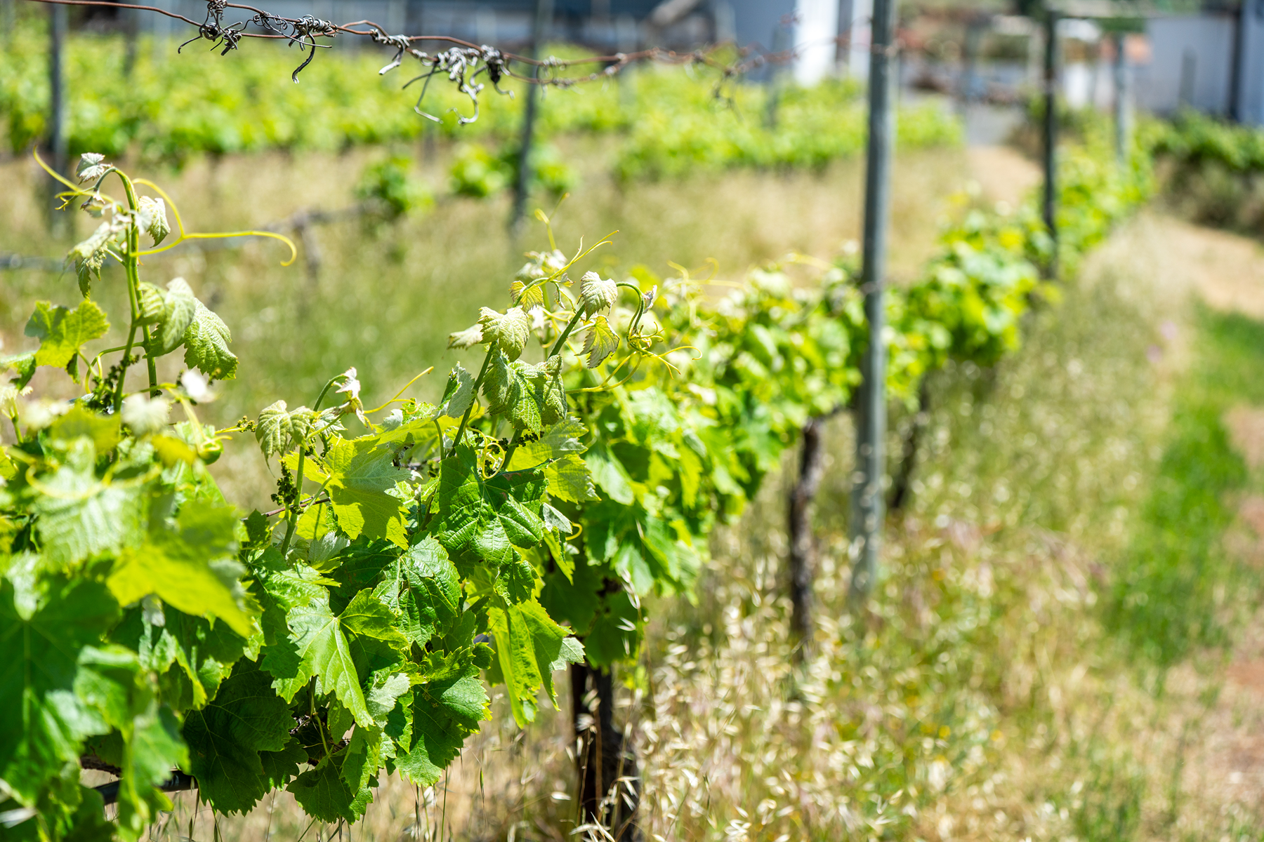  Traditional Agricultural Estate with Winery in Tenerife South - 物件實景