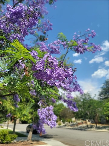 Claremont, California, 91711, United States, 3 Bedrooms Bedrooms, ,2 BathroomsBathrooms,Residential,For Sale,1935083