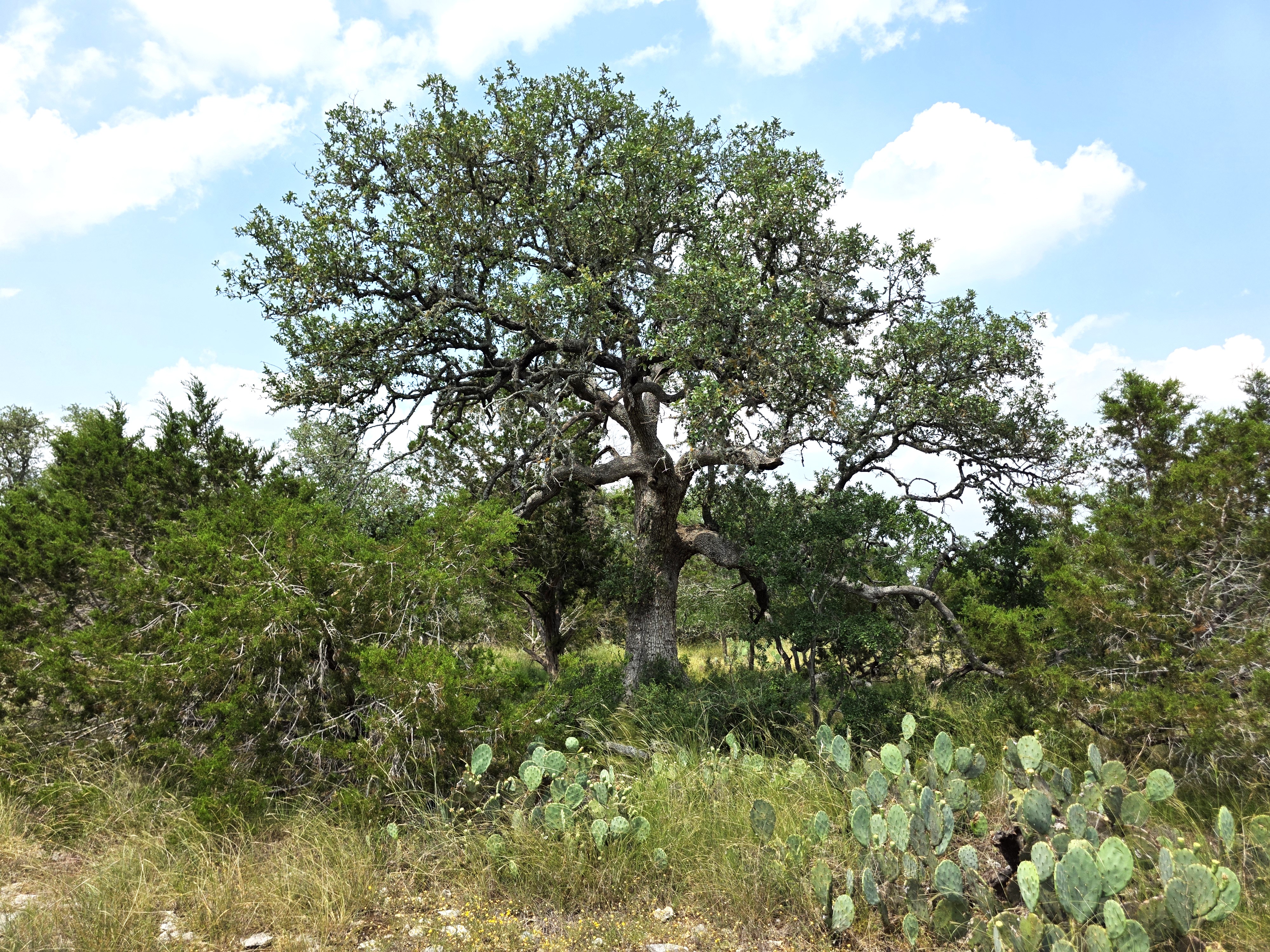 San Marcos, Texas, 78666, United States, ,Land,For Sale,1976108