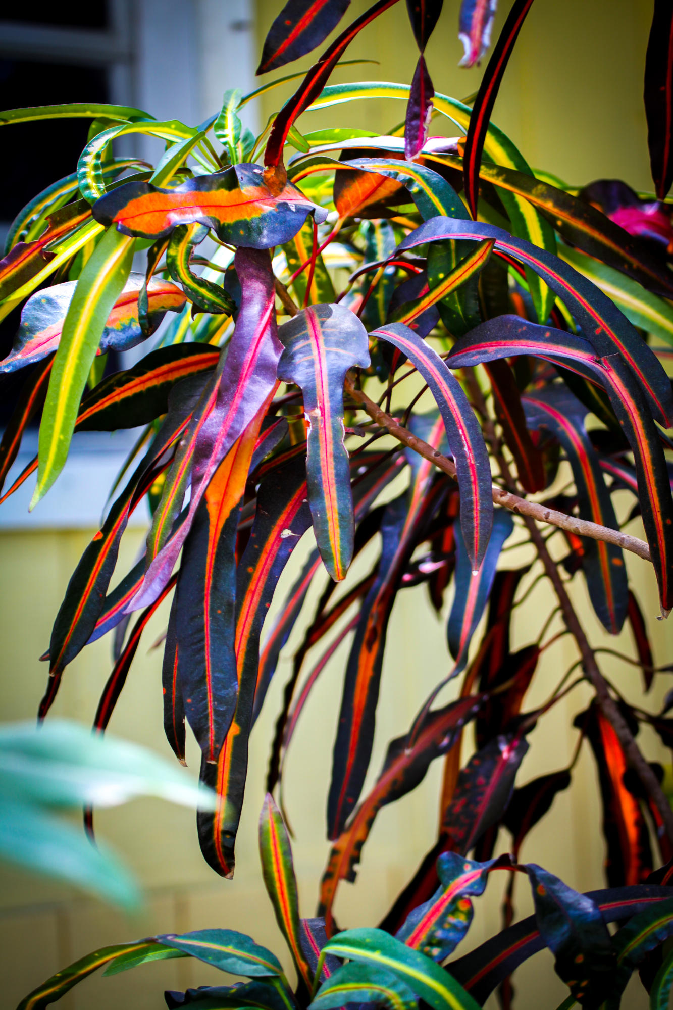 KEY LARGO, Florida, 33037, United States, 10 Bedrooms Bedrooms, ,9 BathroomsBathrooms,Residential,For Sale,1993450