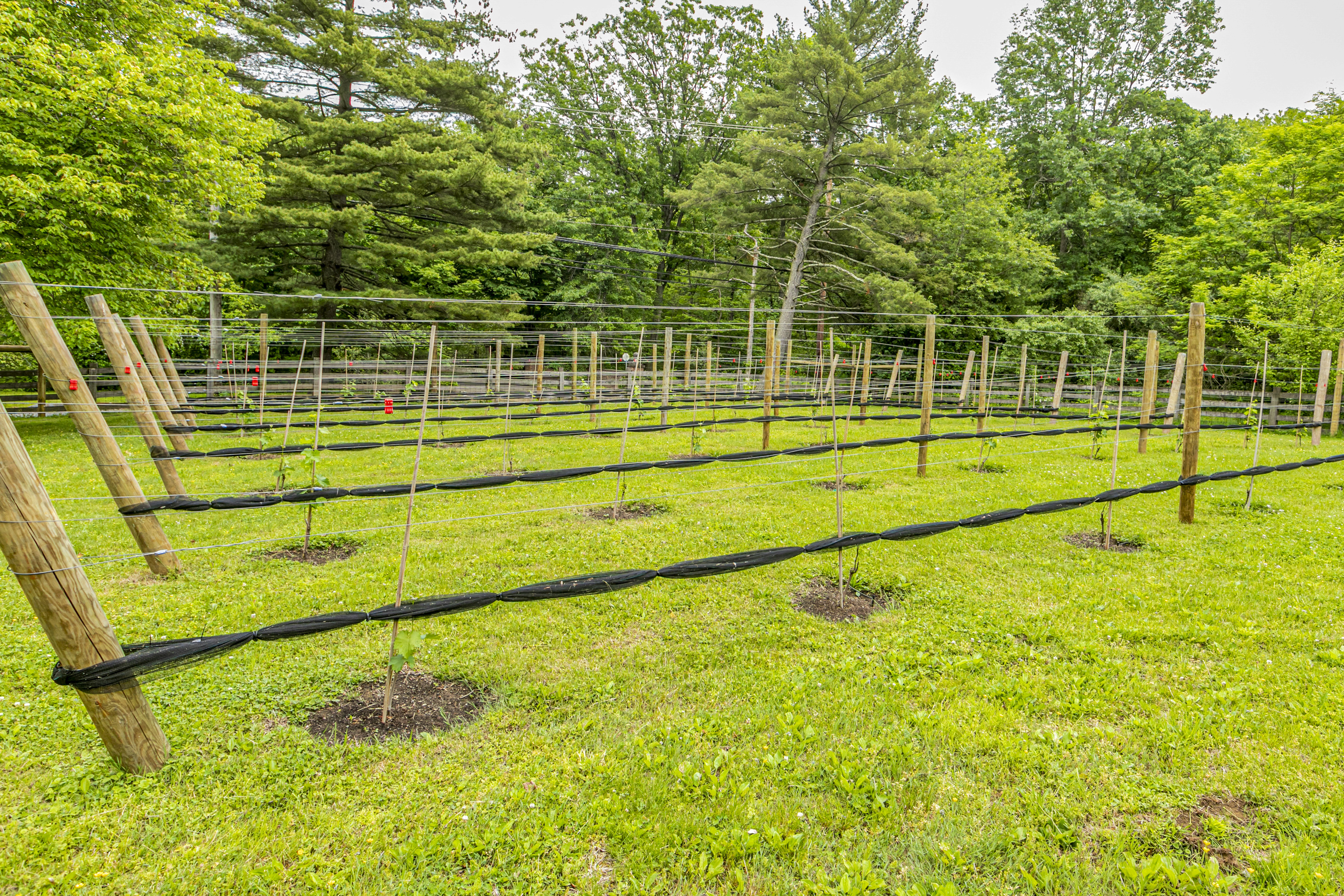  Luxury Estate with Vineyard For Sale Near Princeton - 物件實景