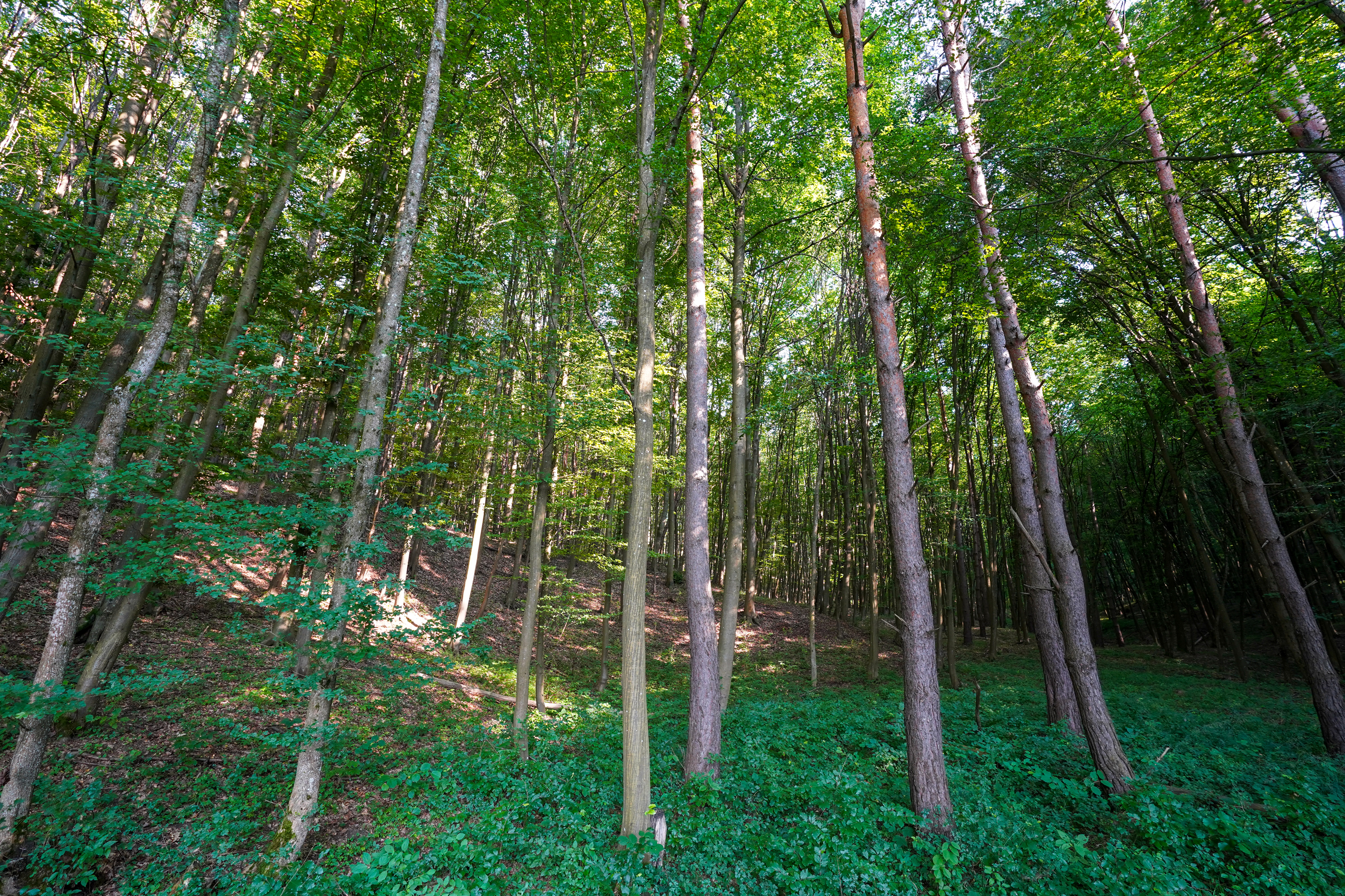  Villa with a 19-Hectare Private Estate on the Edge of the Forest - 物件實景