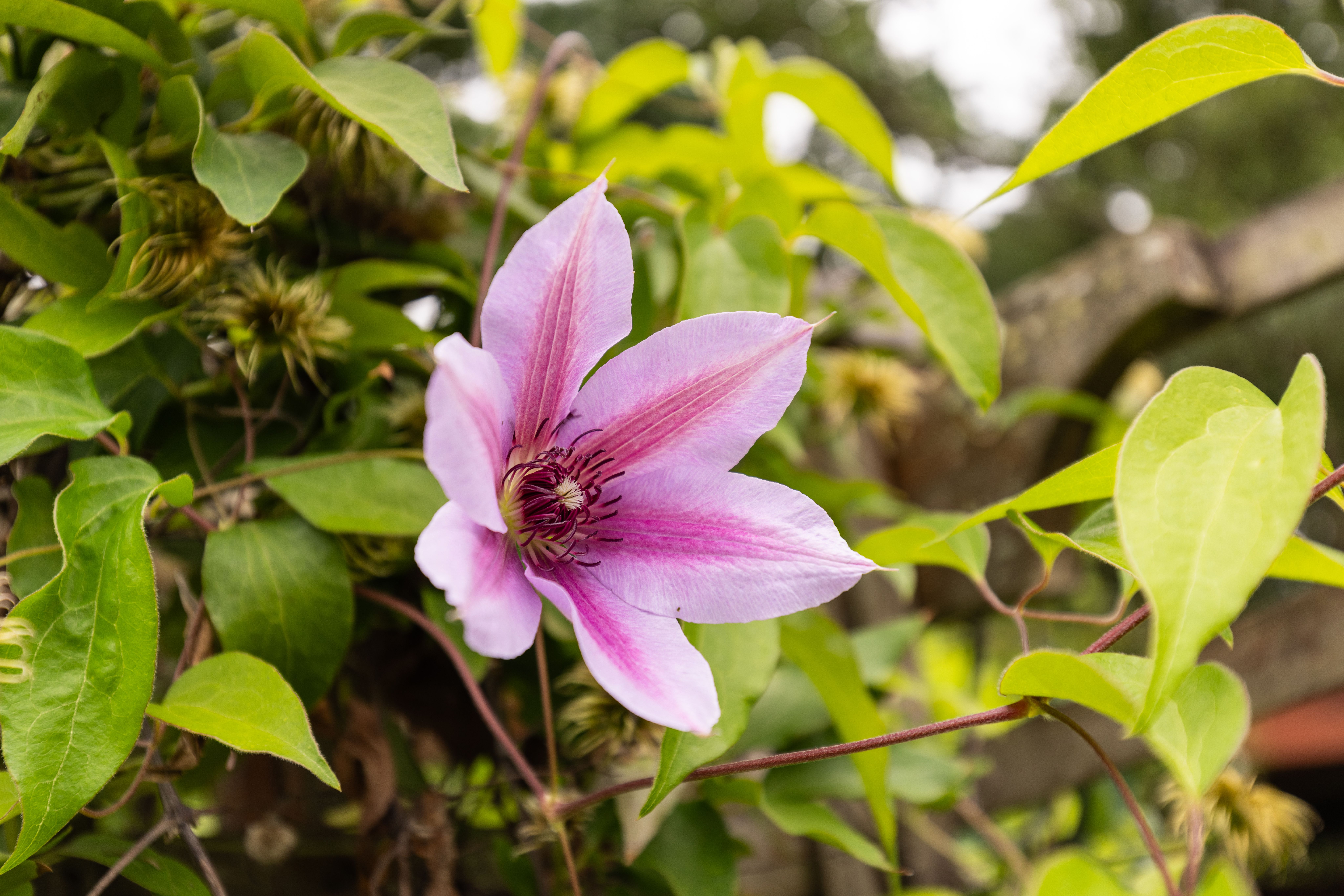 Classic Napa Rancher with Lush Garden - 物件實景