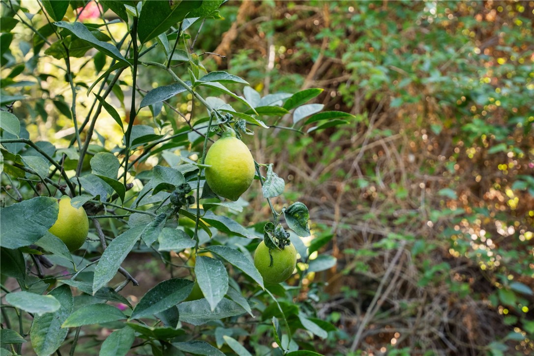 Riverside, California, 92506, United States, 3 Bedrooms Bedrooms, ,1 BathroomBathrooms,Residential,For Sale,1988084