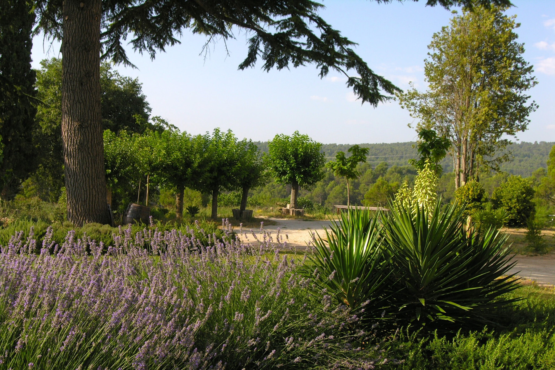  Charming Historic Estate for sale in Penedès, Barcelona - 物件實景