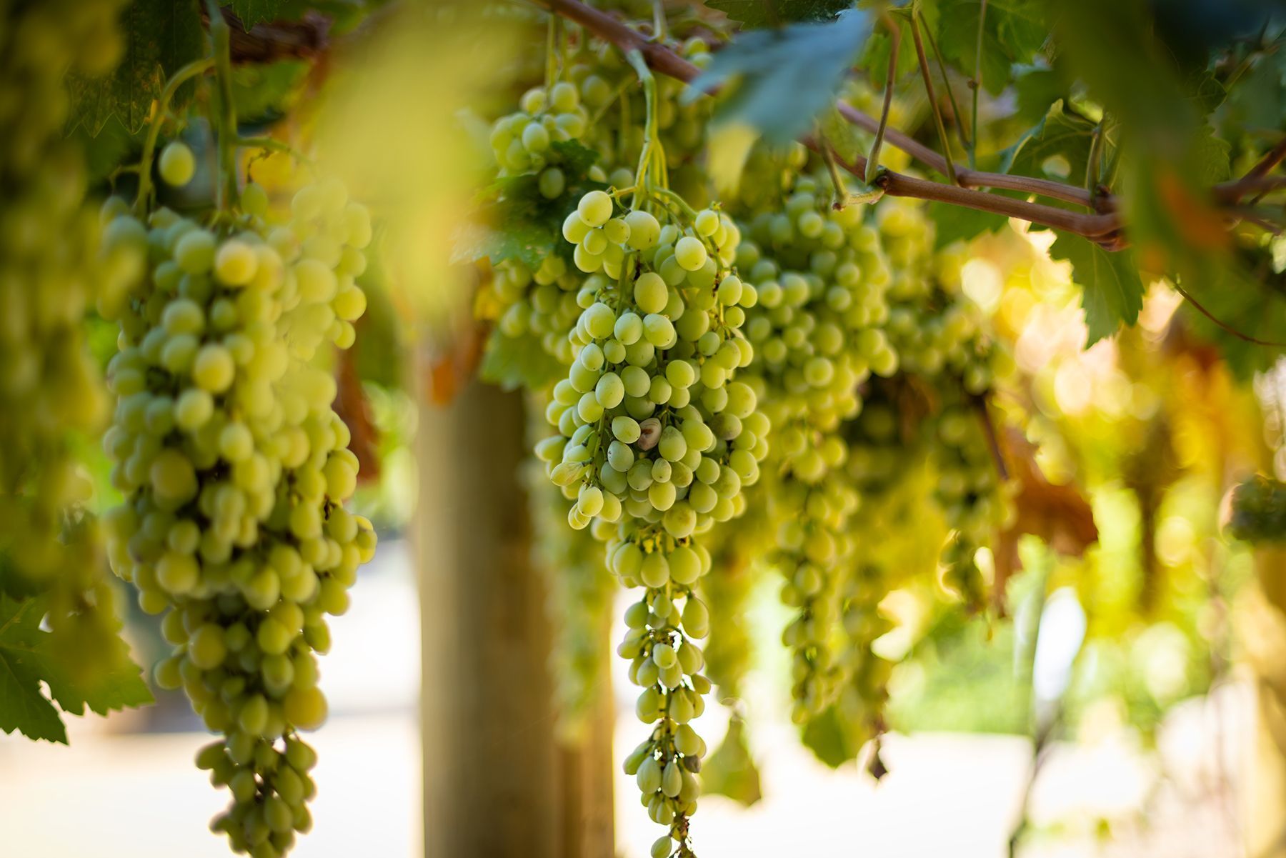  5 Acres Estate Adjacent to the Ojai Valley Inn & Spa  Rustic Bohemian Compound - 物件實景