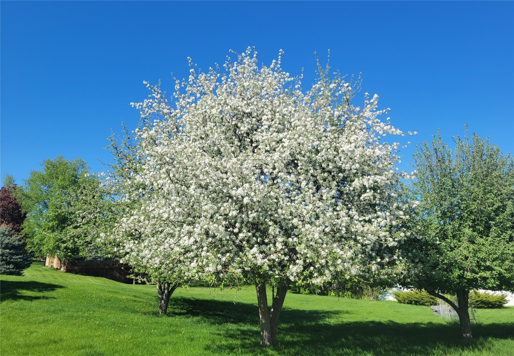 Bigfork, Montana, 59911, United States, 4 Bedrooms Bedrooms, ,2 BathroomsBathrooms,Residential,For Sale,1992095