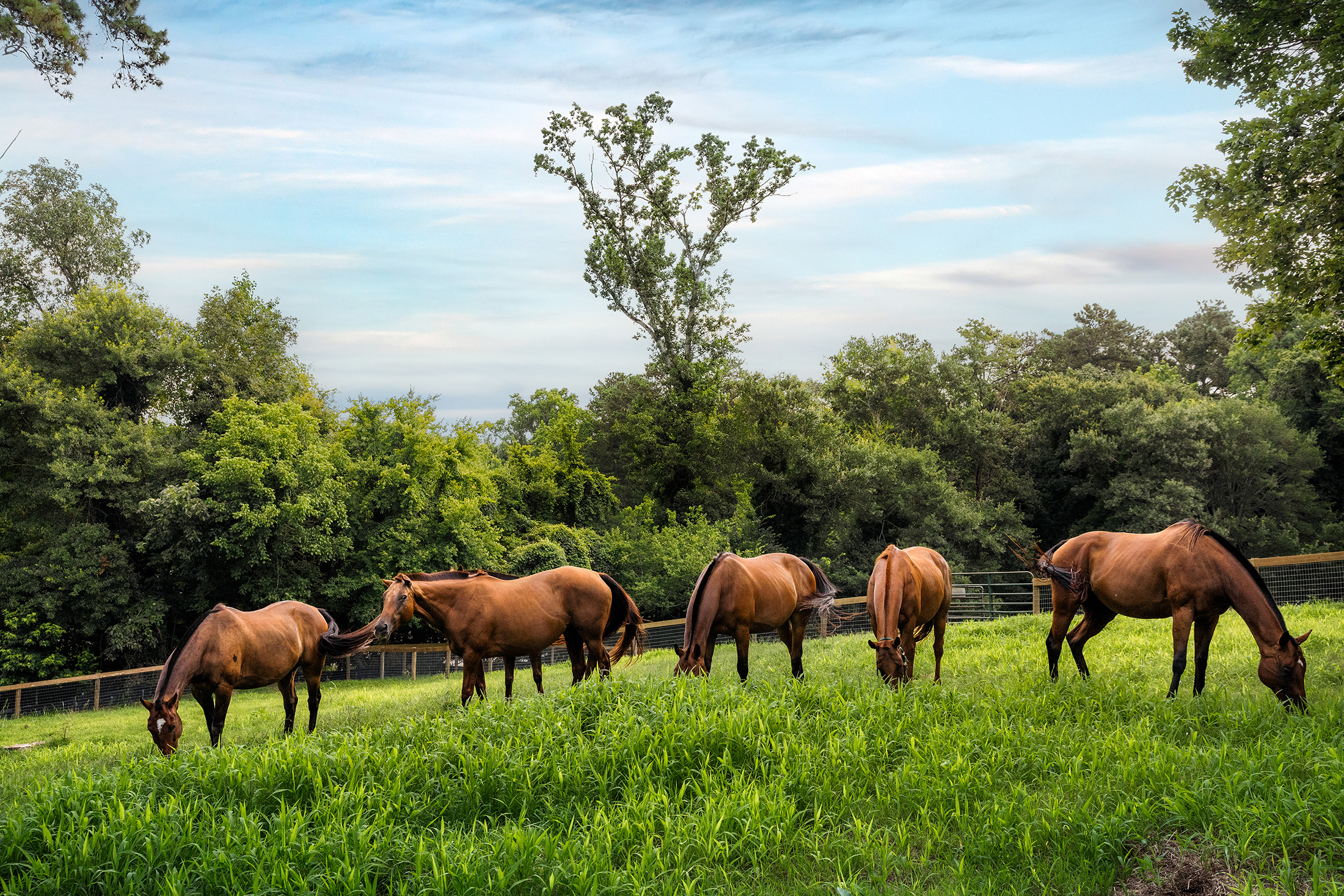  Rare Equestrian Facility with Prestigious Address - 物件實景