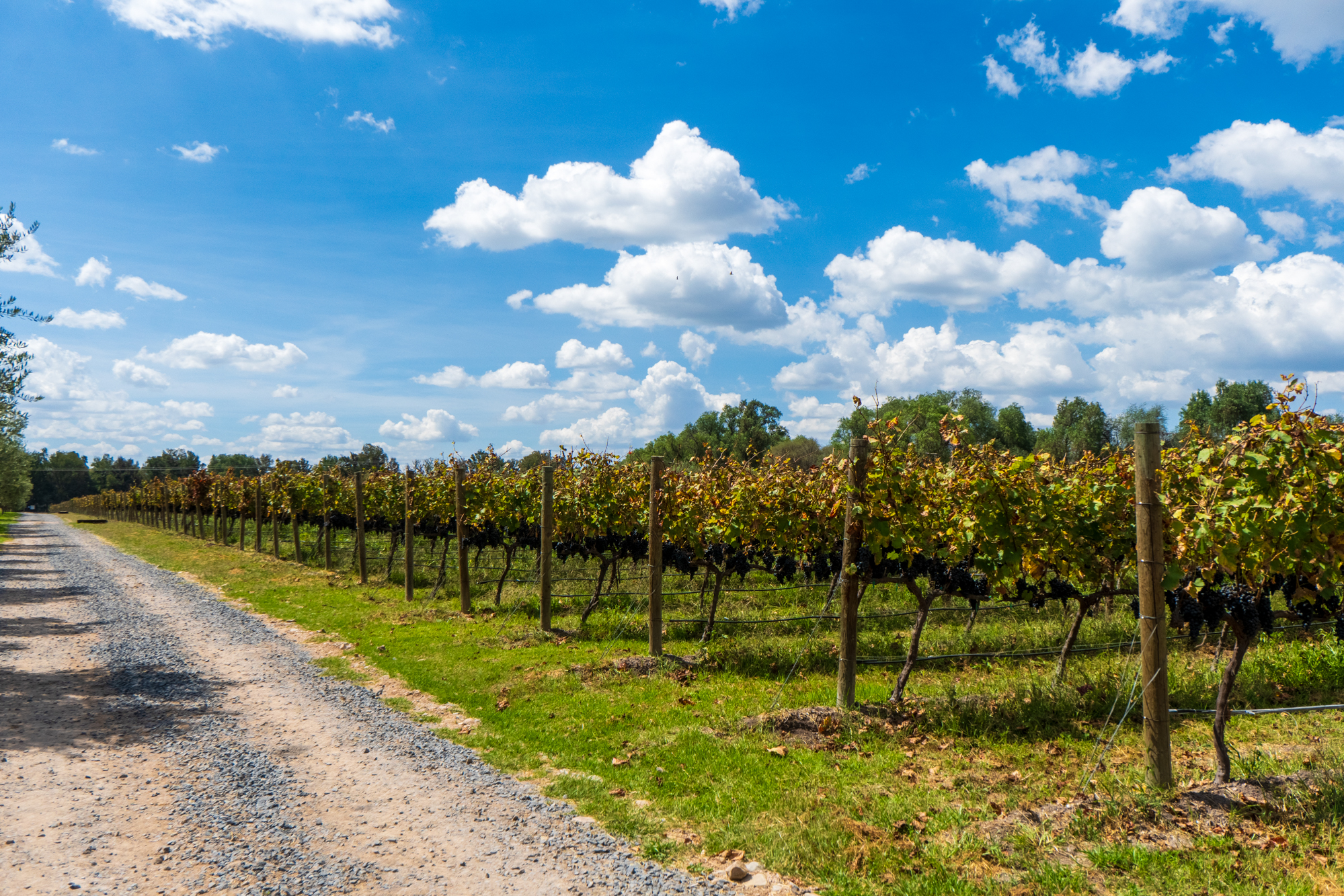  San Francisco Vineyards Lot 1 - 物件實景