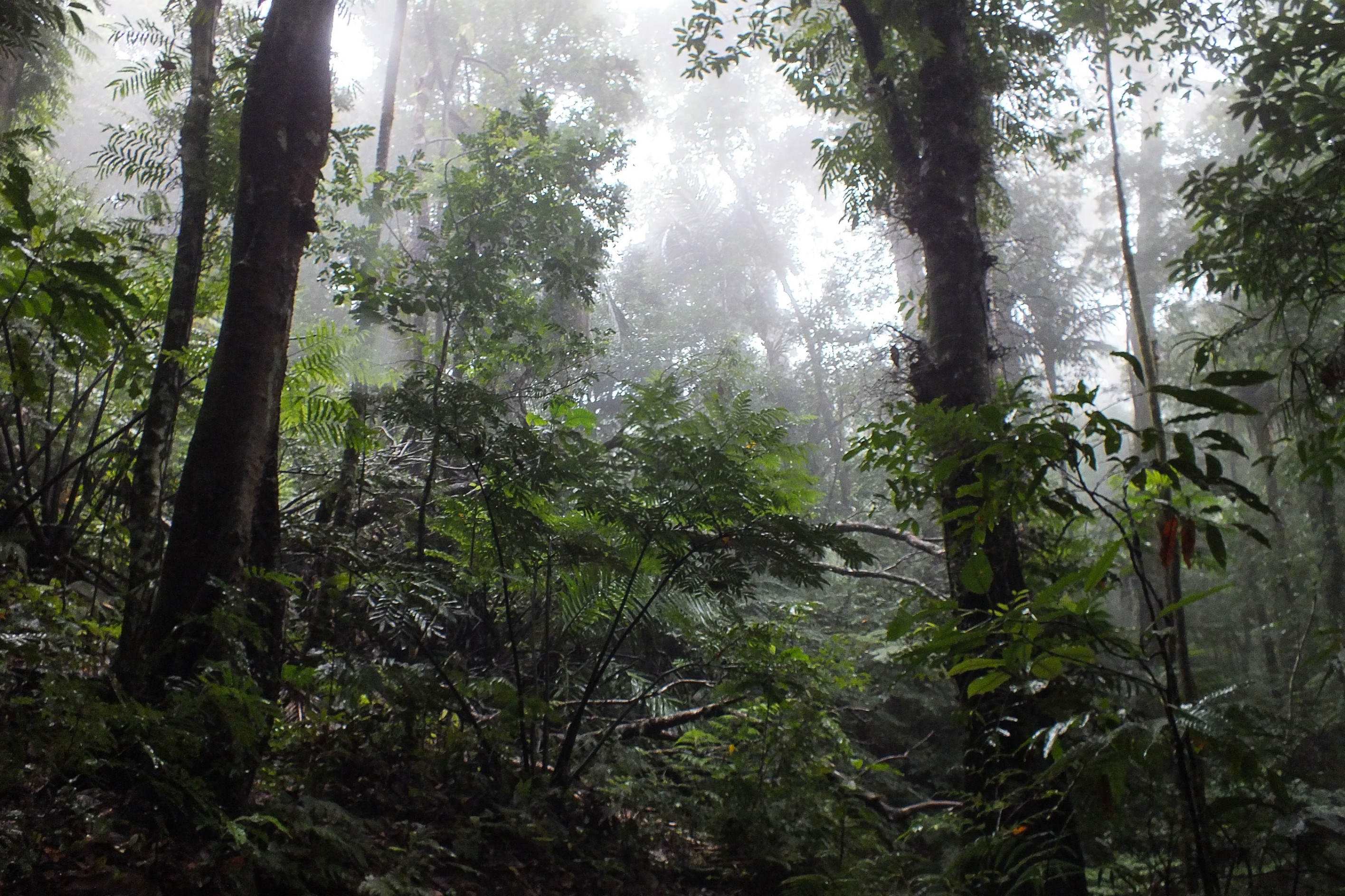  New Caledonia - Dumbéa - Inn and its vast estate on the heights of the Koghi Pl… - 物件實景