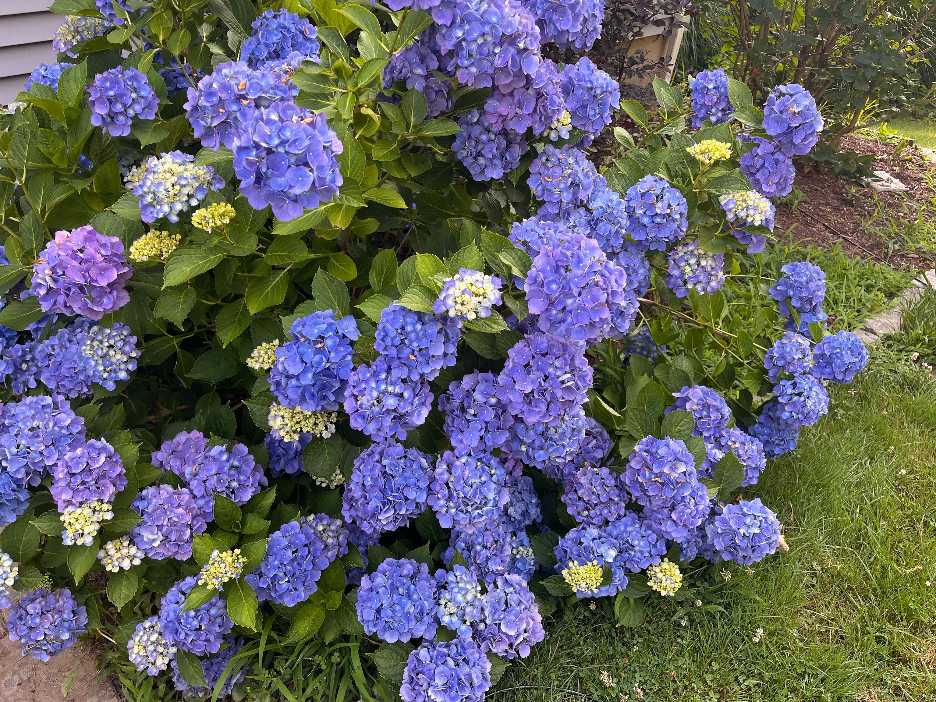 Trumbull, Connecticut, 06611, United States, 4 Bedrooms Bedrooms, ,3 BathroomsBathrooms,Residential,For Sale,1986058