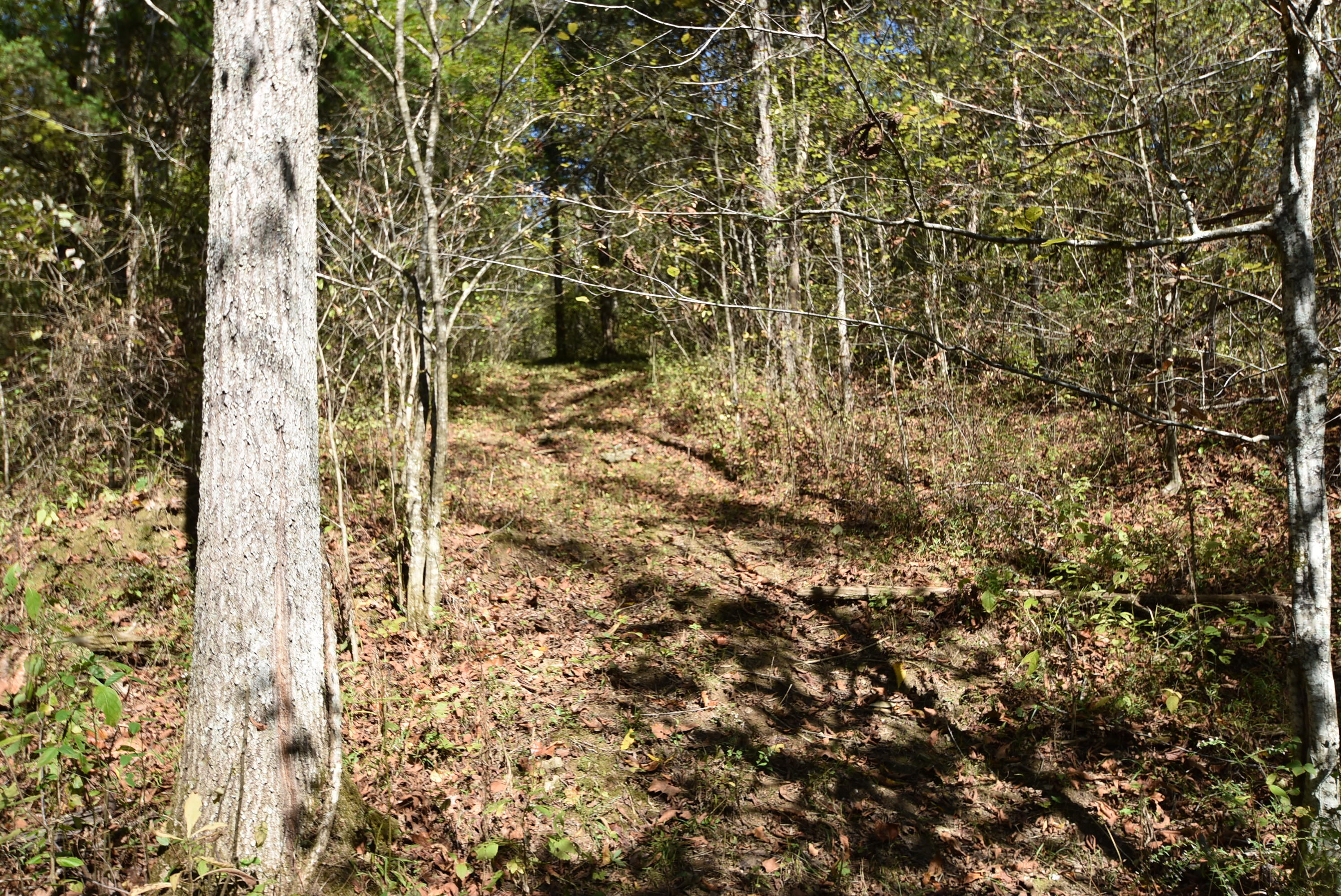 Willisburg, Kentucky, 40078, United States, 4 Bedrooms Bedrooms, ,1 BathroomBathrooms,Residential,For Sale,1962831