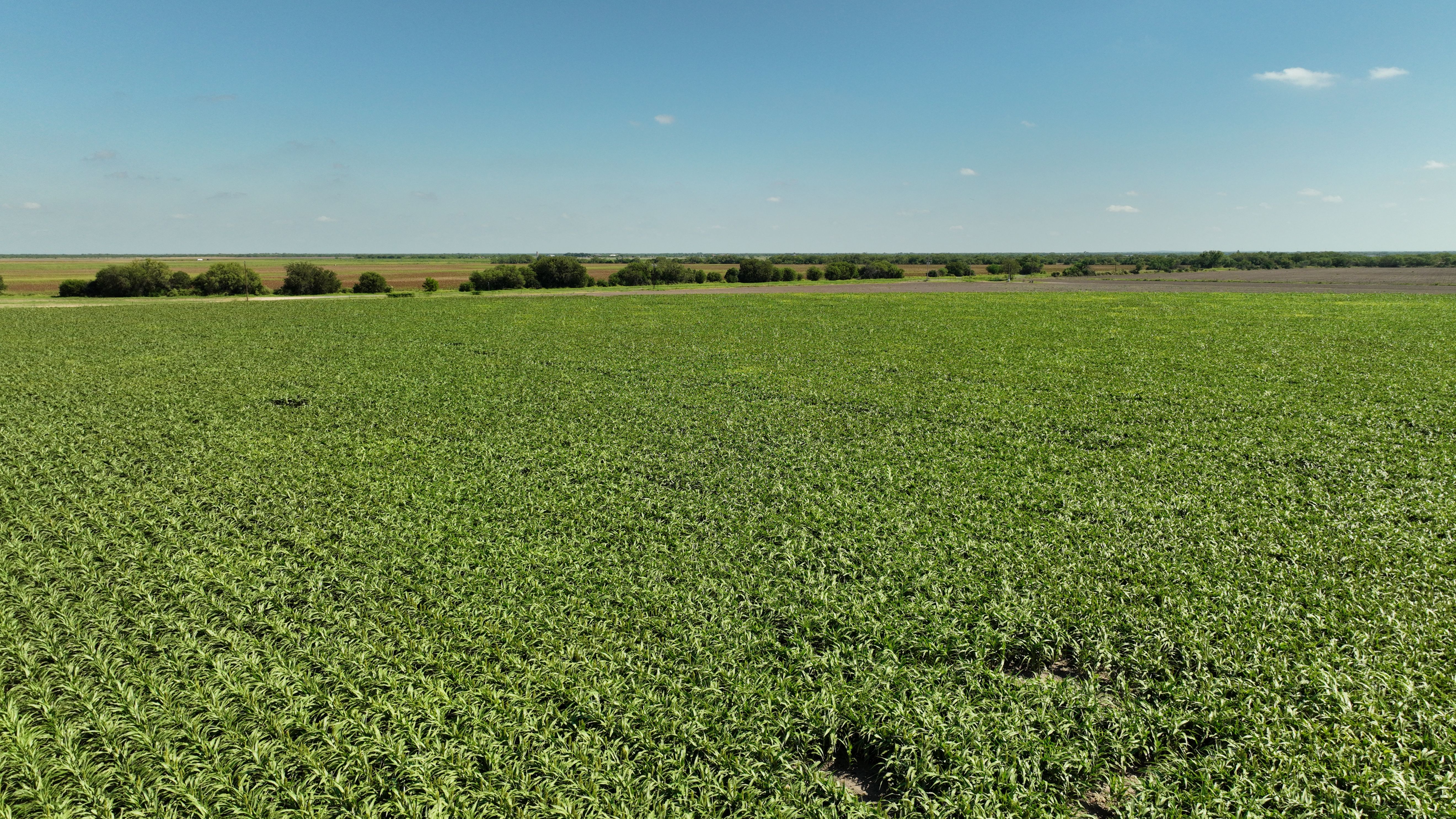  375+/- La Pryor Farm, Zavala County , La Pryor, TX 78872 - 物件實景