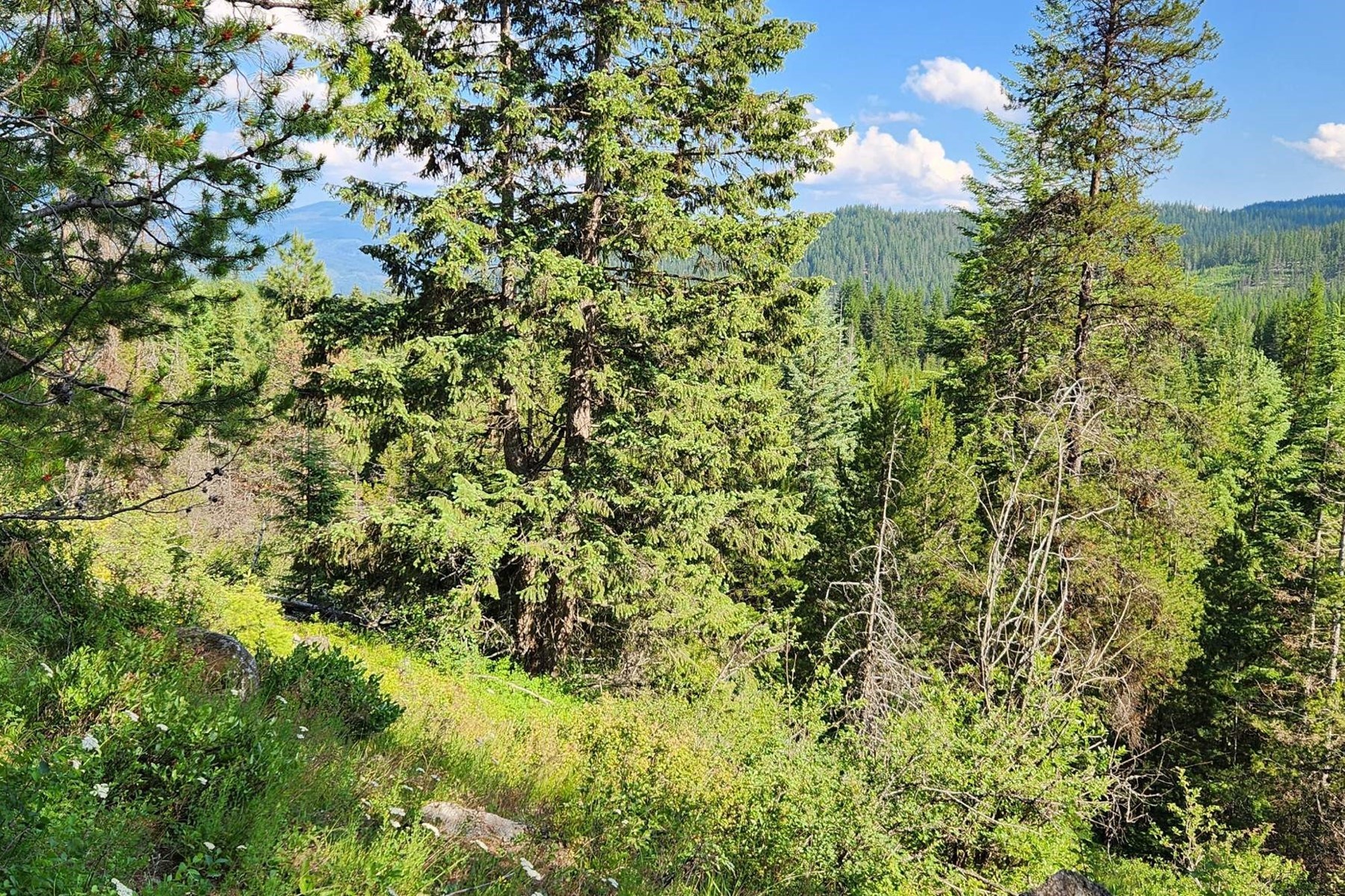  12 Forested Acres Priest Lake Idaho - 物件實景