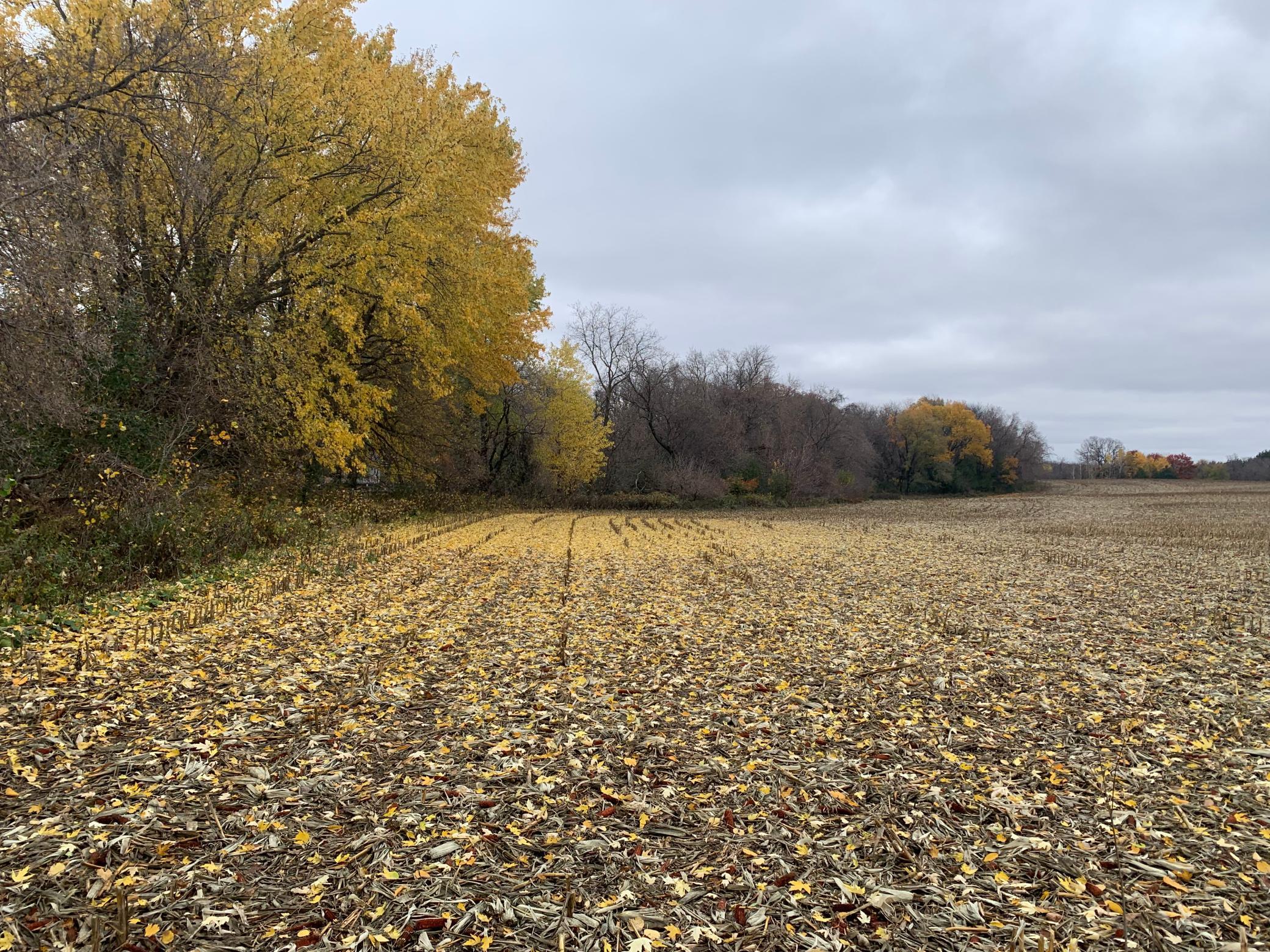 Tbd 75th Street NW, Oronoco Twp, Minnesota, 55901, United States, ,Land,For Sale,Tbd 75th Street NW,1626085