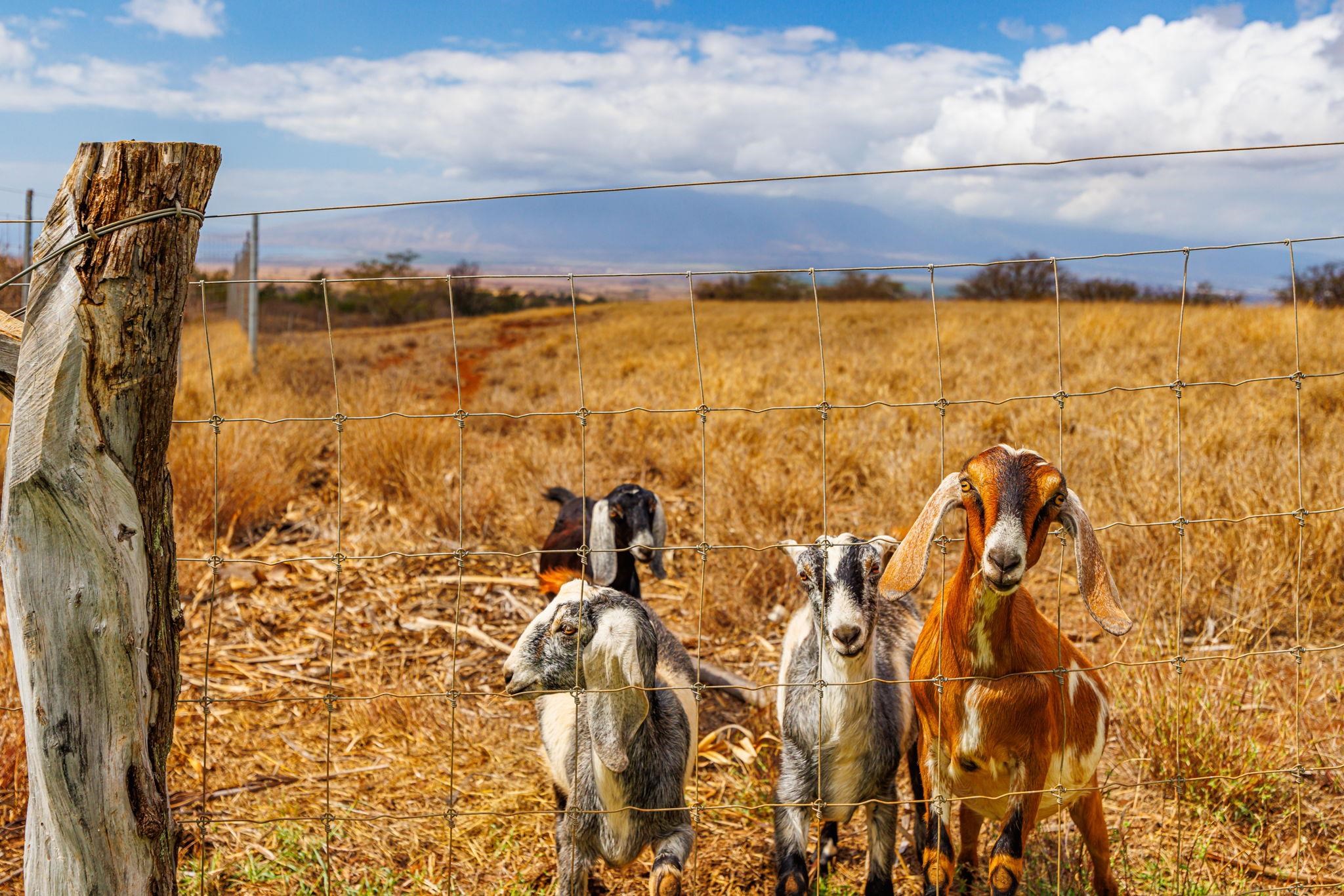 Kula, Hawaii, 96790, United States, 2 Bedrooms Bedrooms, ,2 BathroomsBathrooms,Residential,For Sale,1990288