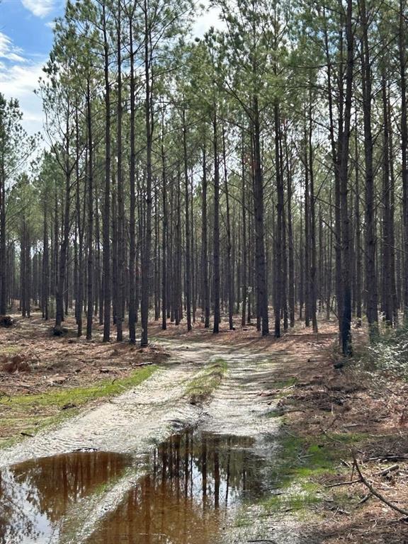 Huntington, Texas, 75949, United States, ,Land,For Sale,1784862