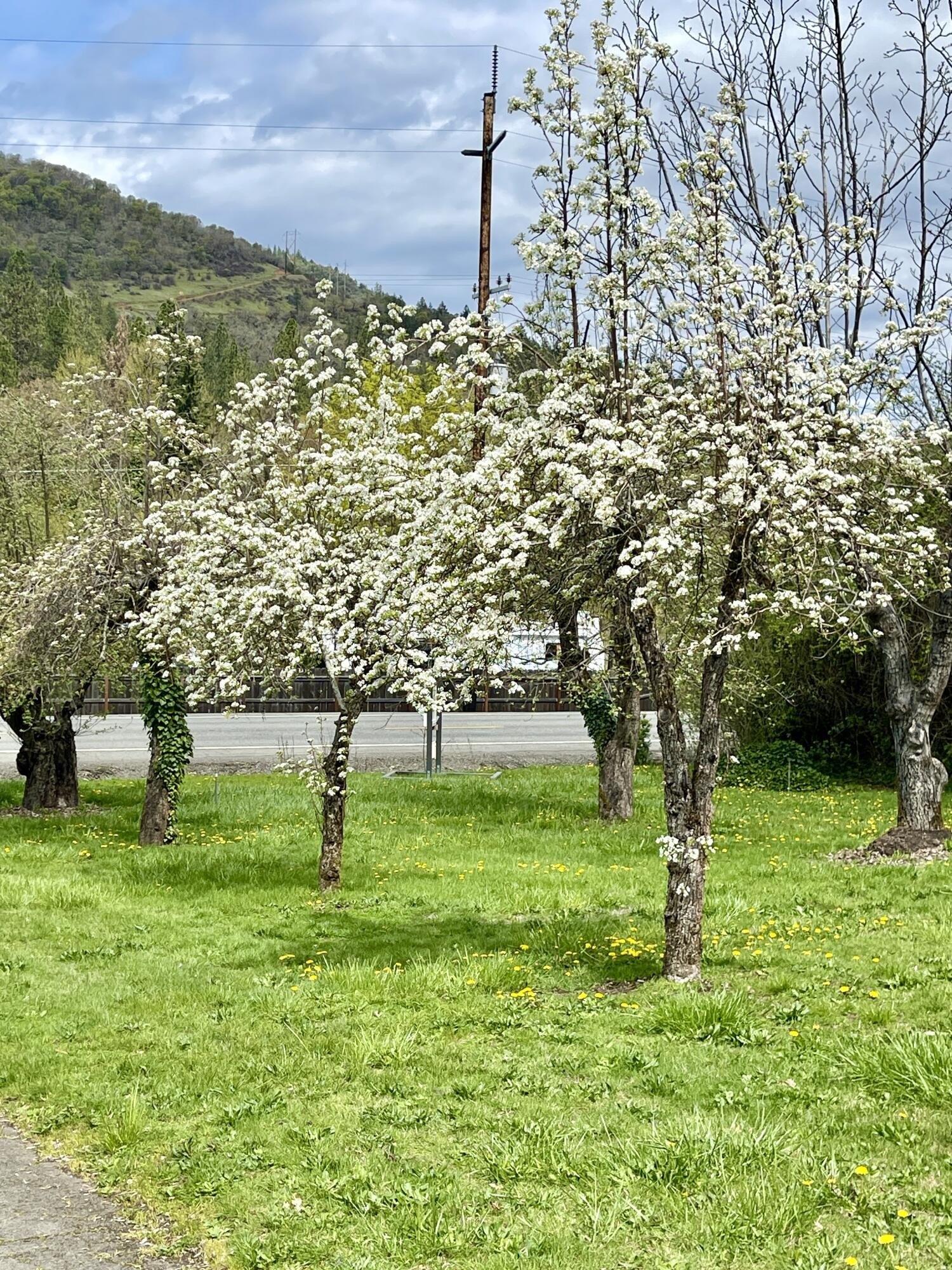 Grants Pass, Oregon, 97527, United States, 4 Bedrooms Bedrooms, ,3 BathroomsBathrooms,Residential,For Sale,1984338
