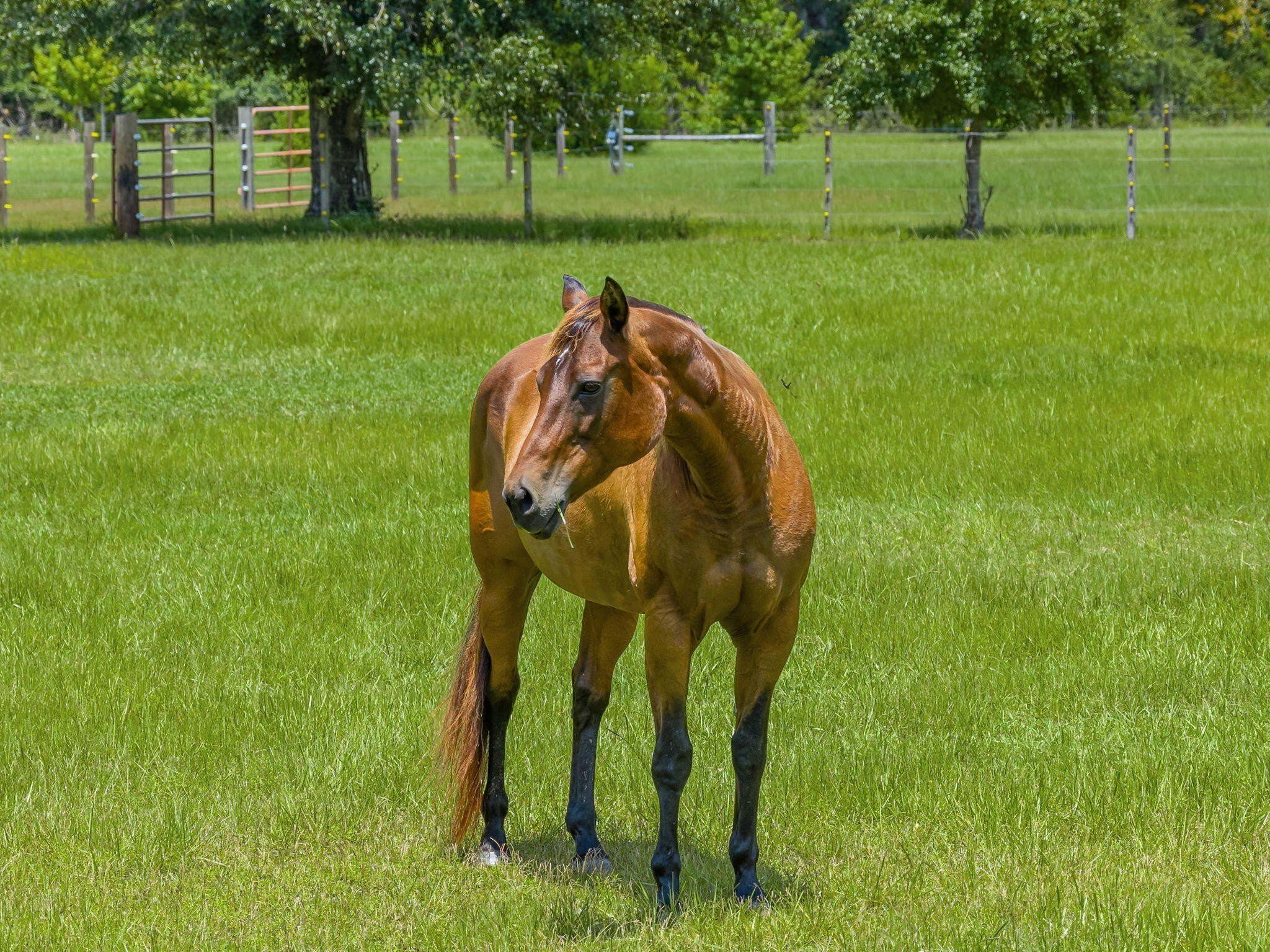 Youngstown, Florida, 32466, United States, 6 Bedrooms Bedrooms, ,6 BathroomsBathrooms,Residential,For Sale,1981831