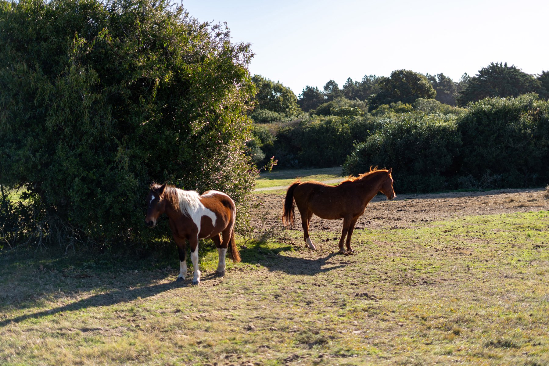  Magnificent Farm of 5 Hectares in José Ignacio - 物件實景