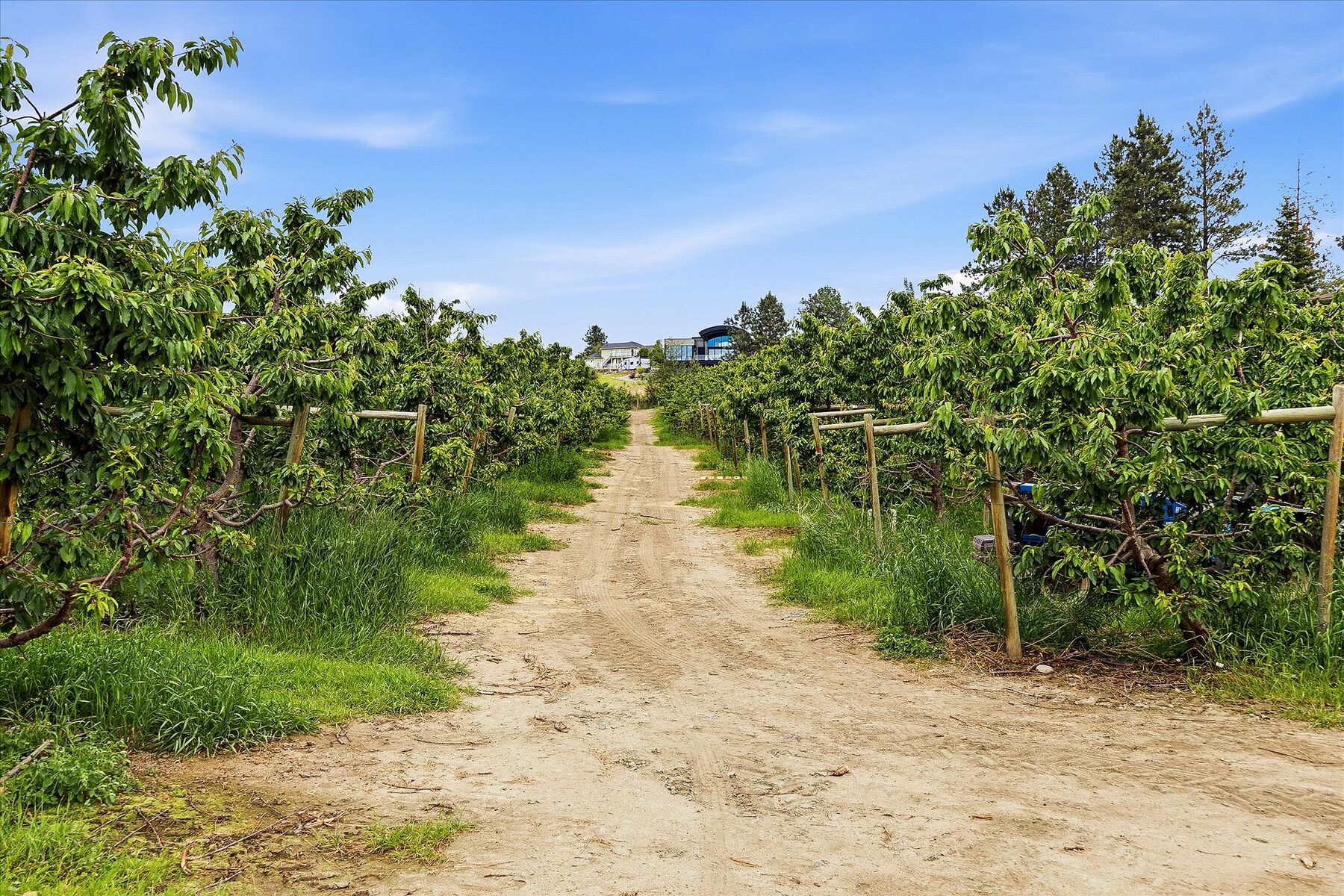  12.81 Acre Orchard - 物件實景