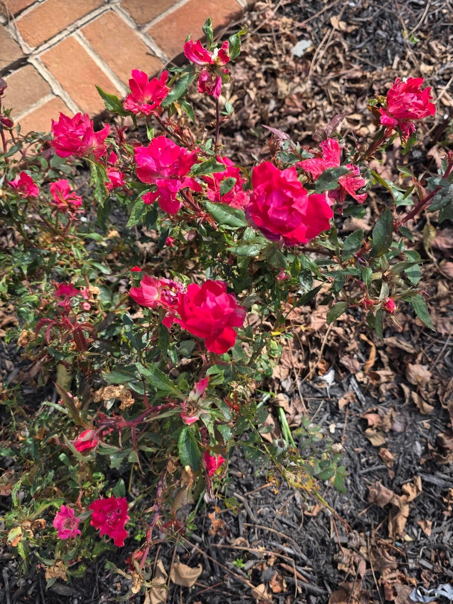 Cardington, Ohio, 43315, United States, 3 Bedrooms Bedrooms, ,2 BathroomsBathrooms,Residential,For Sale,1983191