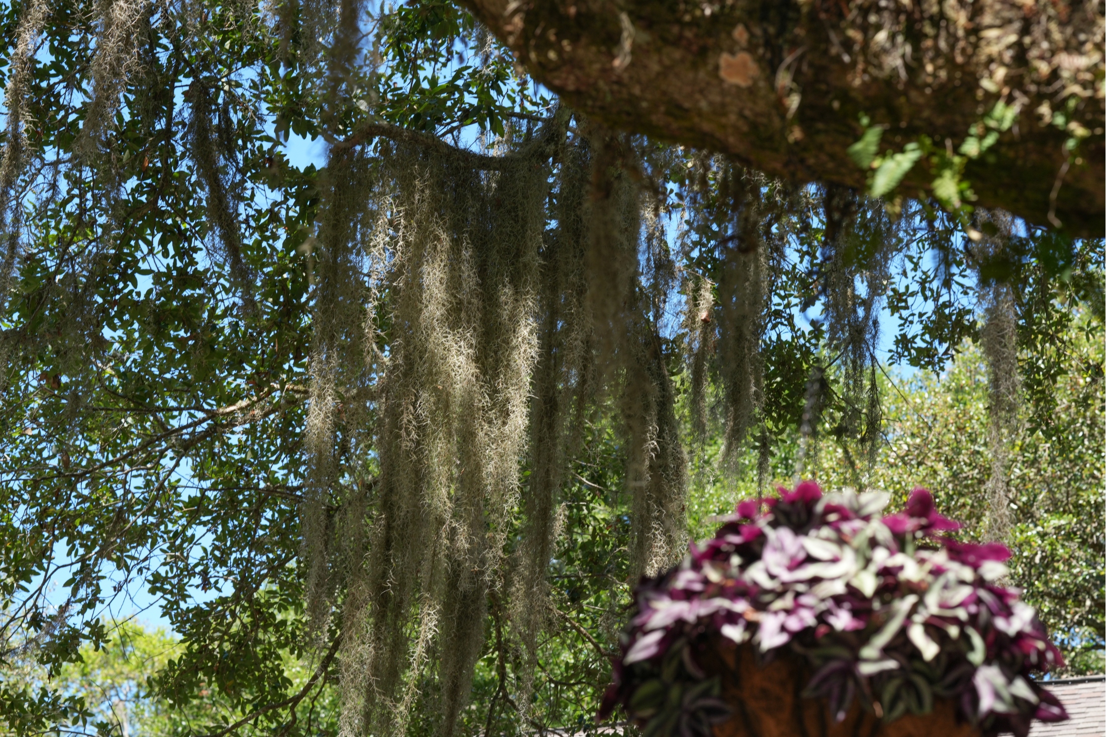  624 Double Eagle Trace, Seabrook Island - 物件實景