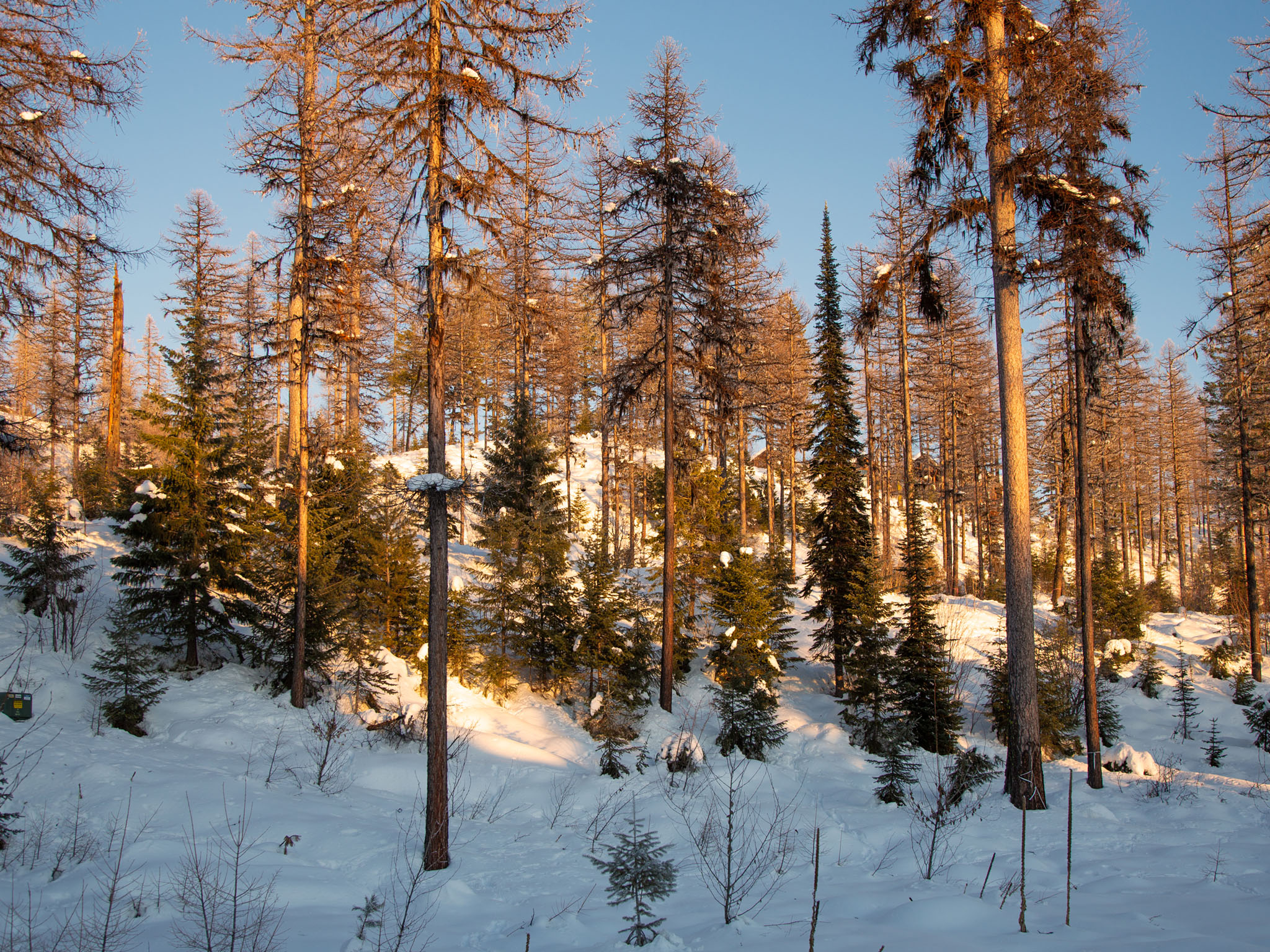  299 Elk Highlands Drive - 物件實景